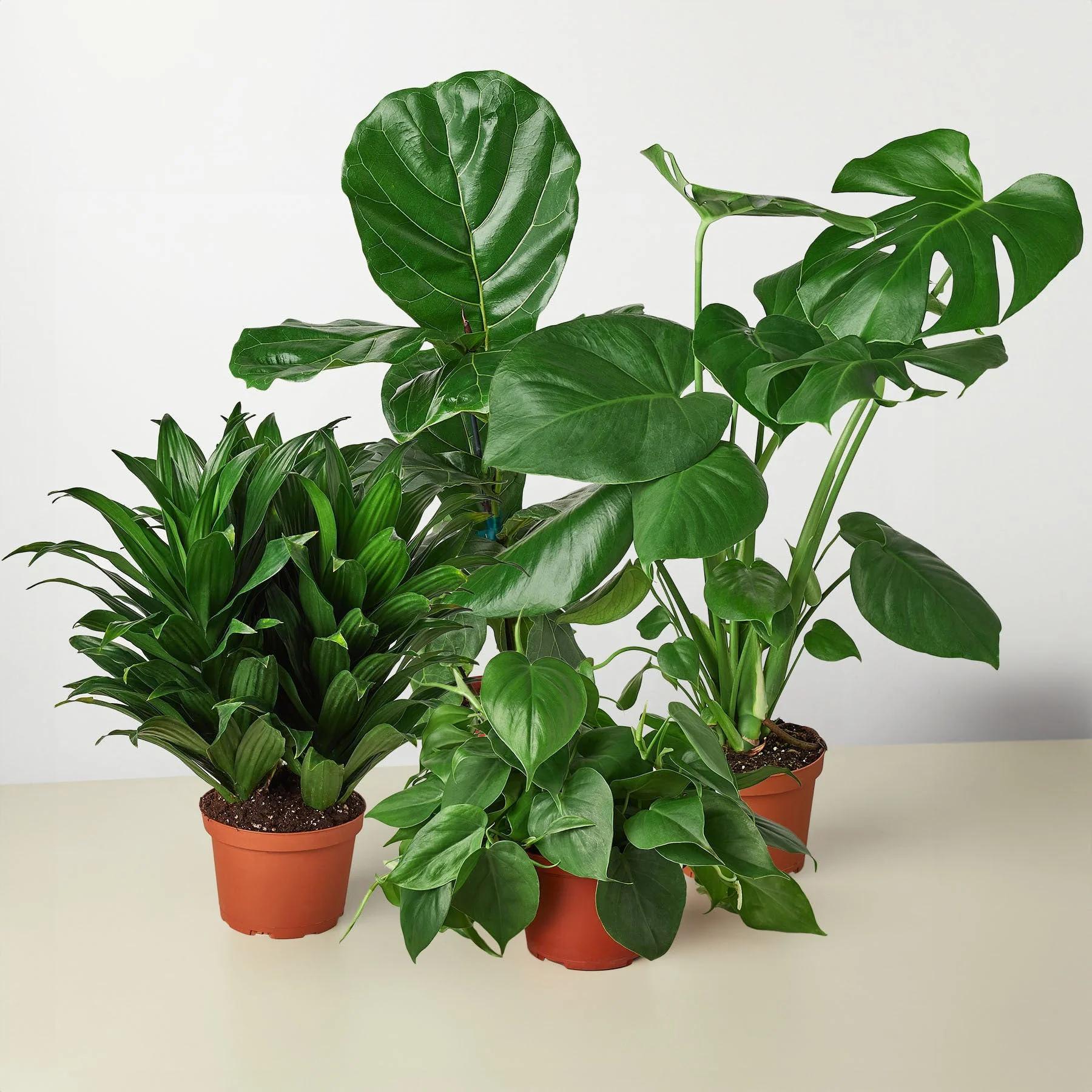 Best Selling Bundle Bundle 3" Bundle Austin Jungle Co.