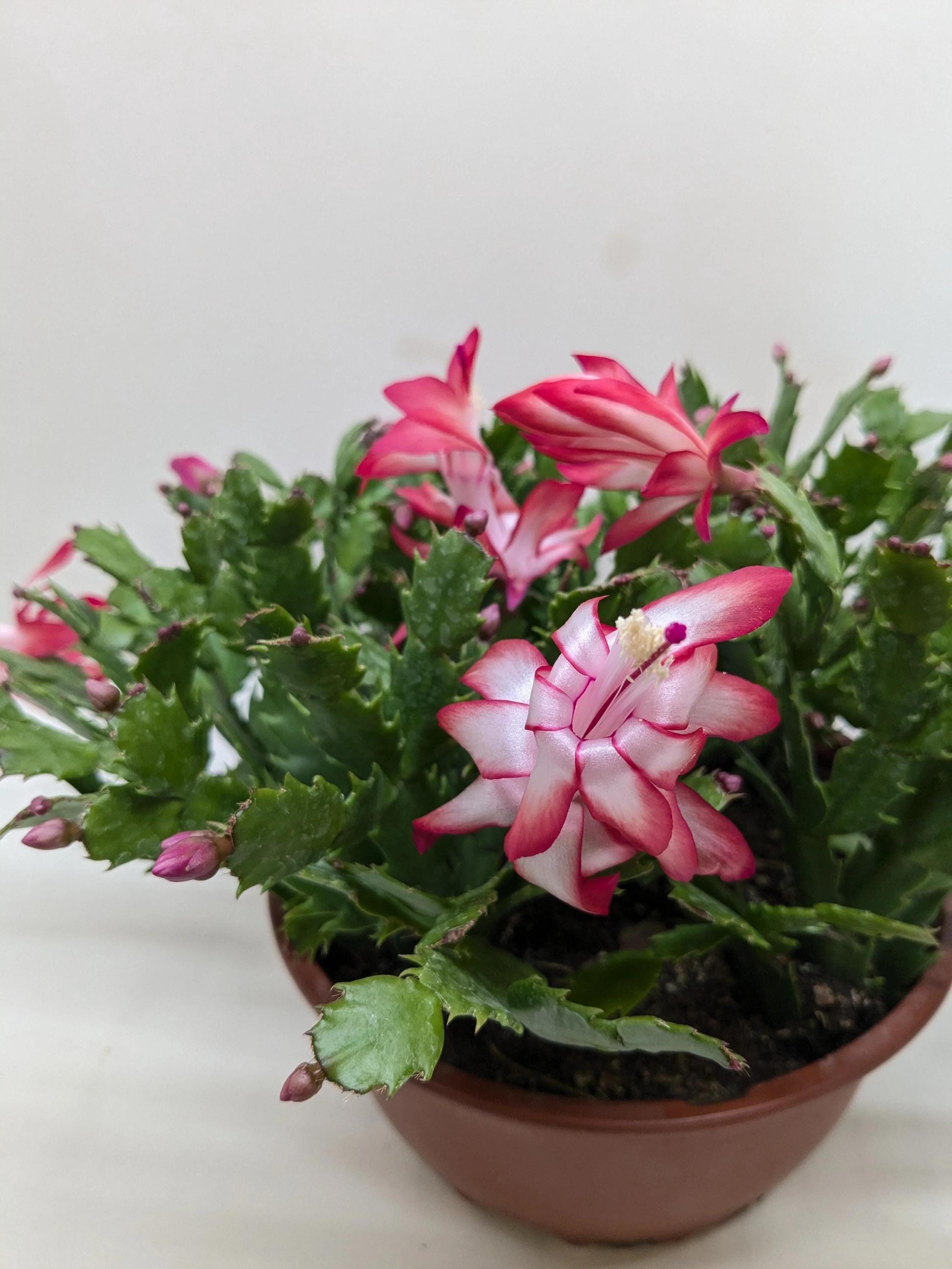 Zygocactus 'Christmas Cactus' 4" Pot / Red Austin Jungle Co.