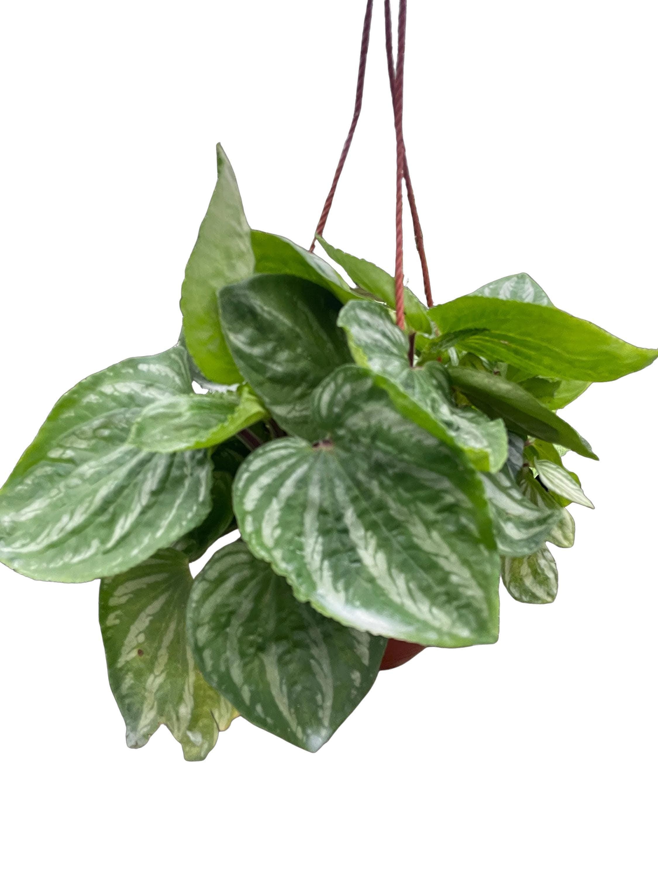Peperomia Ecuador Indoor Plants 4" Pot Austin Jungle Co.