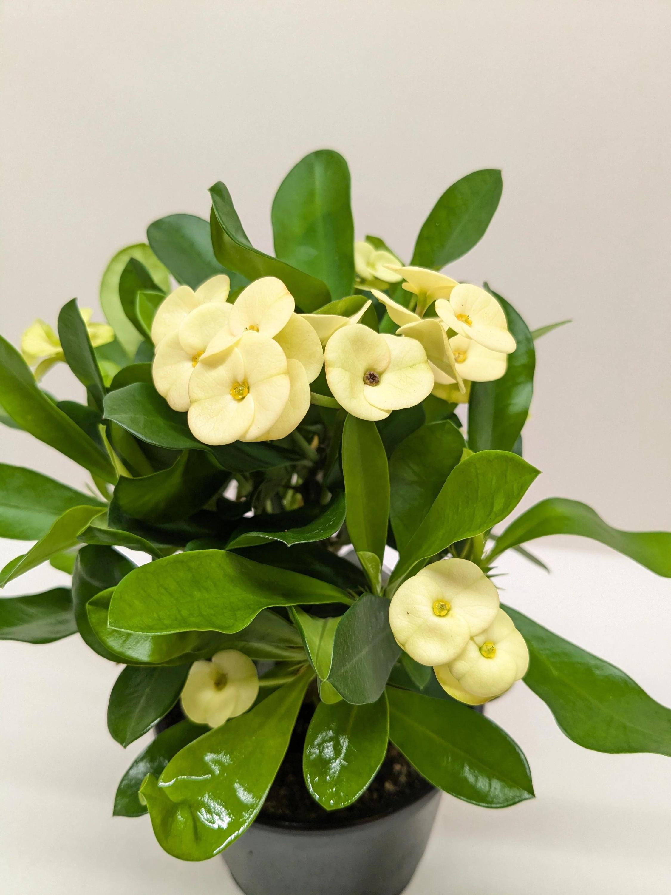 Crown of Thorns 6" Plant (2pk/$4.5) ($15 Ship/63oz) 4" Pot / Pink Austin Jungle Co.