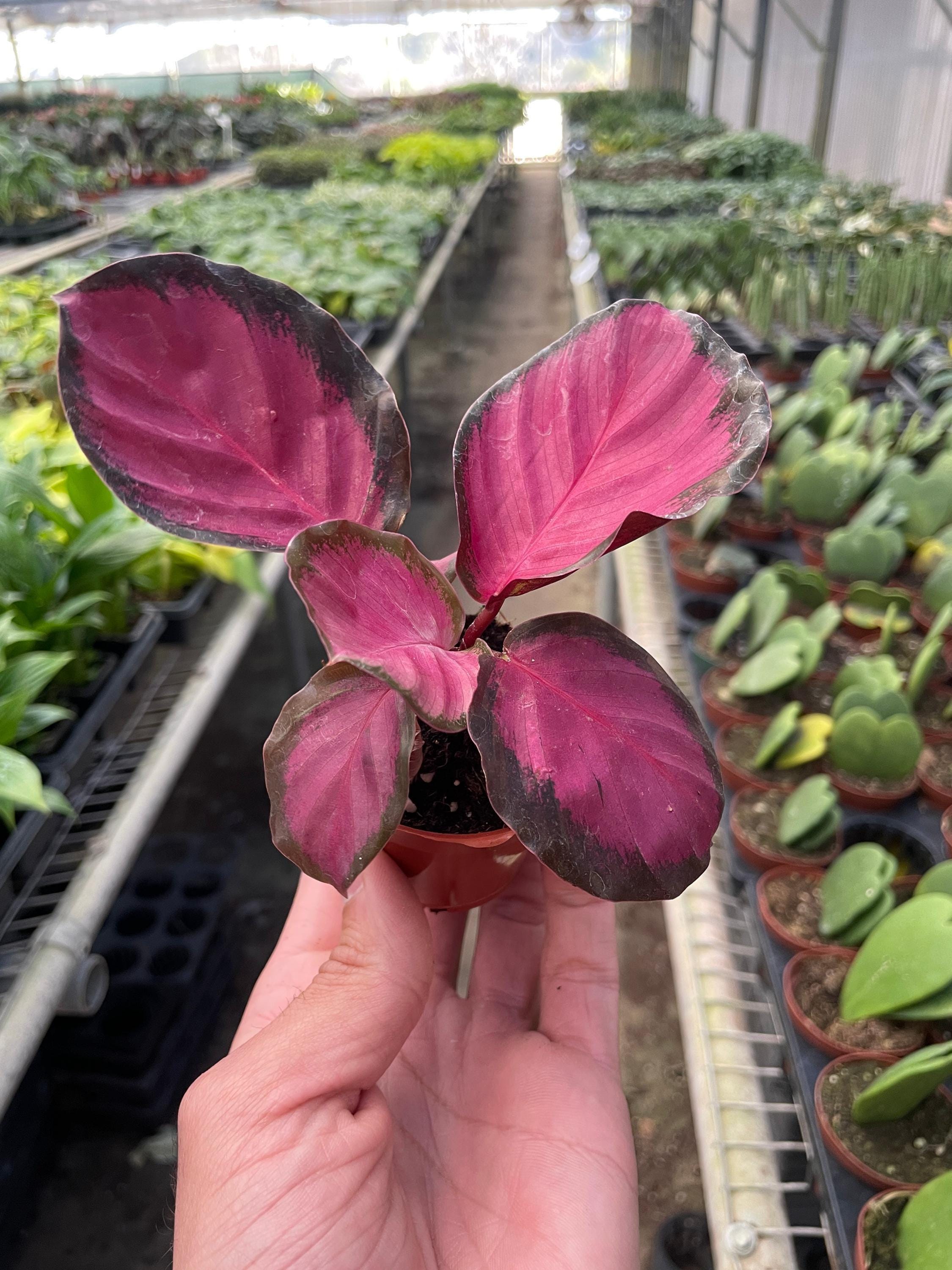 Calathea 'Purple Rose' Indoor Plants 2" Pot Austin Jungle Co.