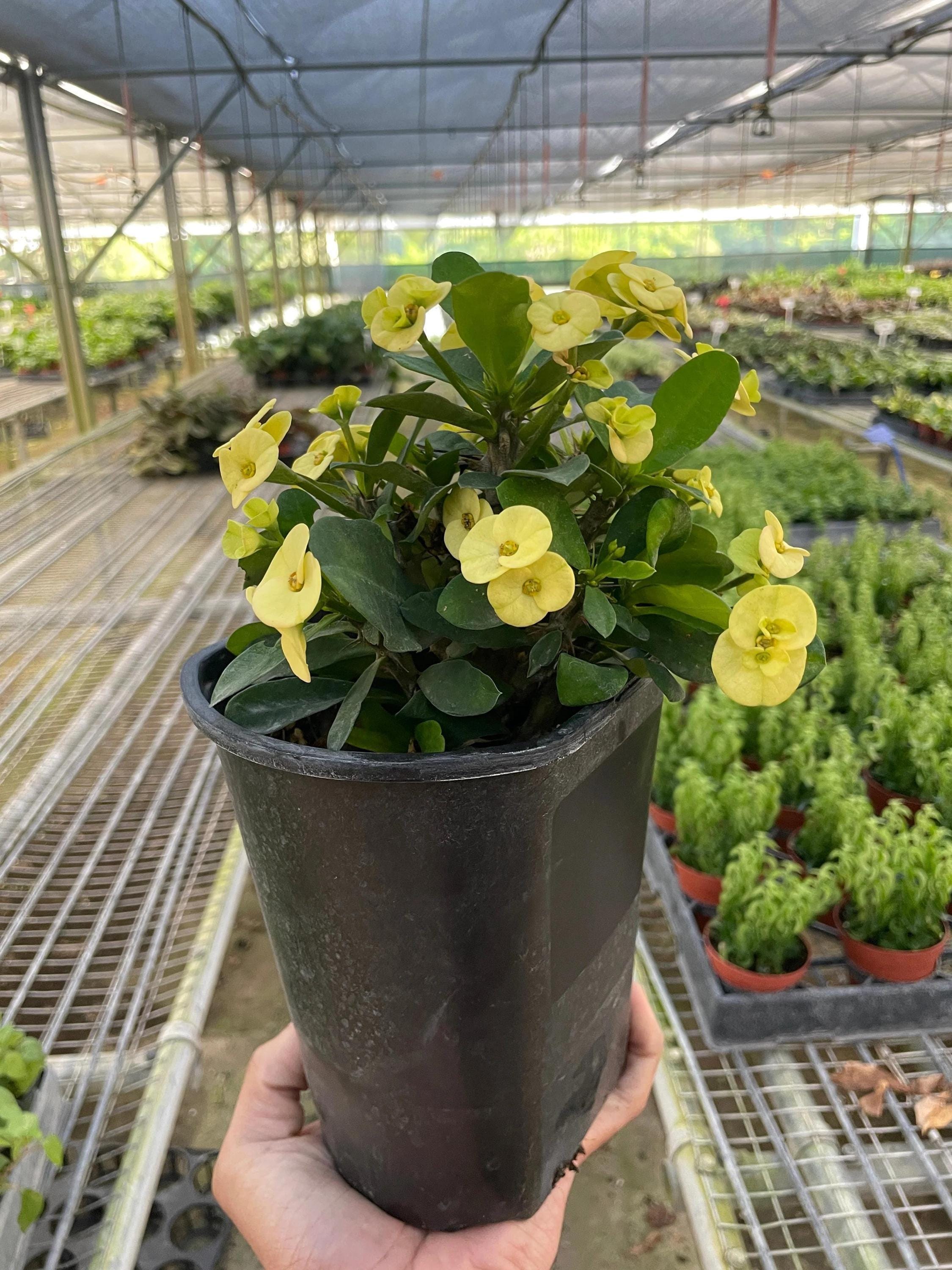 Crown of Thorns 6" Plant (2pk/$4.5) ($15 Ship/63oz) 4" Pot / Pink Austin Jungle Co.