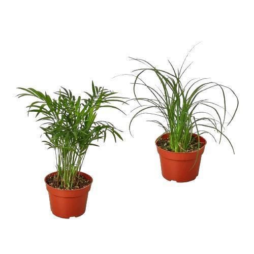 2 Palm Variety Pack - 4" Pots 4" Plant (2pk/$2) ($10 Ship/31oz) 4" Pot Austin Jungle Co.