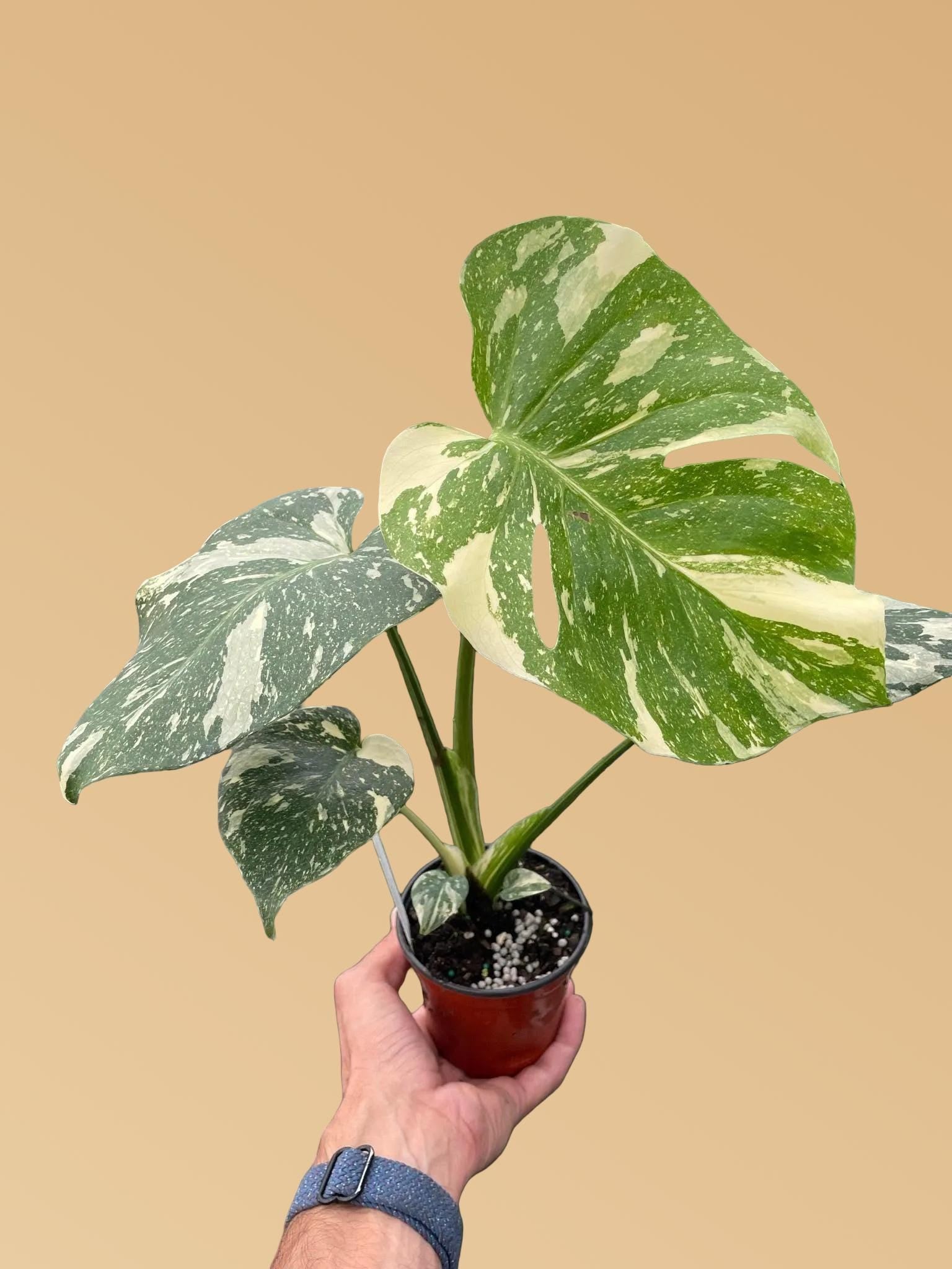 Monstera 'Thai Constellation'