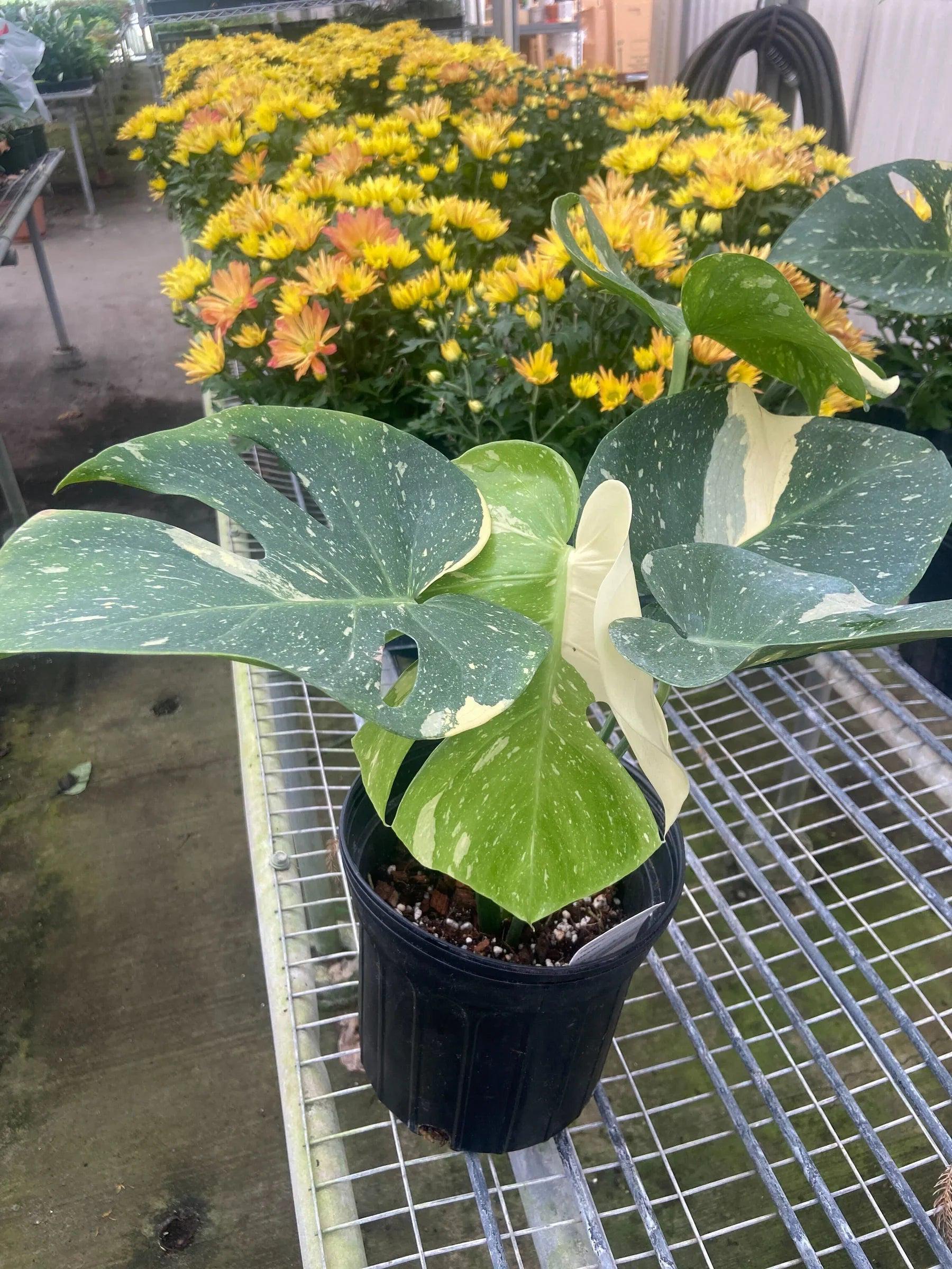 Monstera 'Thai Constellation' 2" Pot Austin Jungle Co.