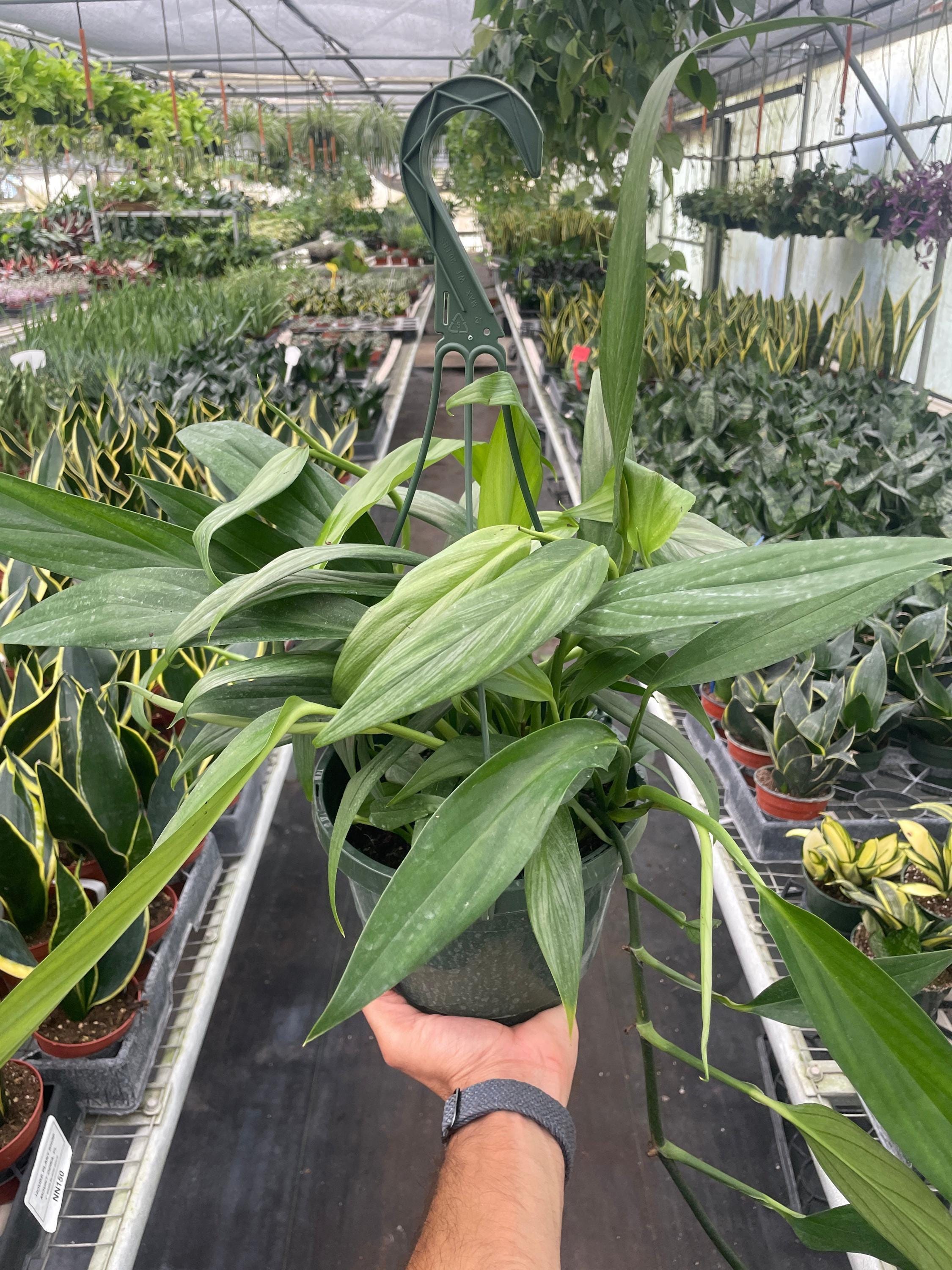 Pothos 'Silver Streak' 6" Pot Austin Jungle Co.