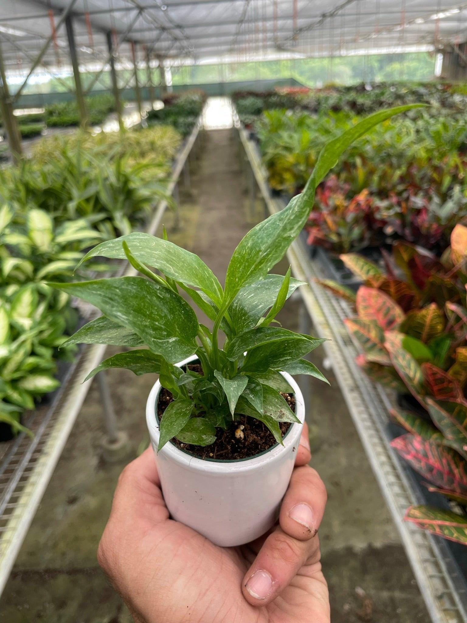Variegated Spathiphyllum 'Domino' Default 2" Pot / Nursery Pot Austin Jungle Co.