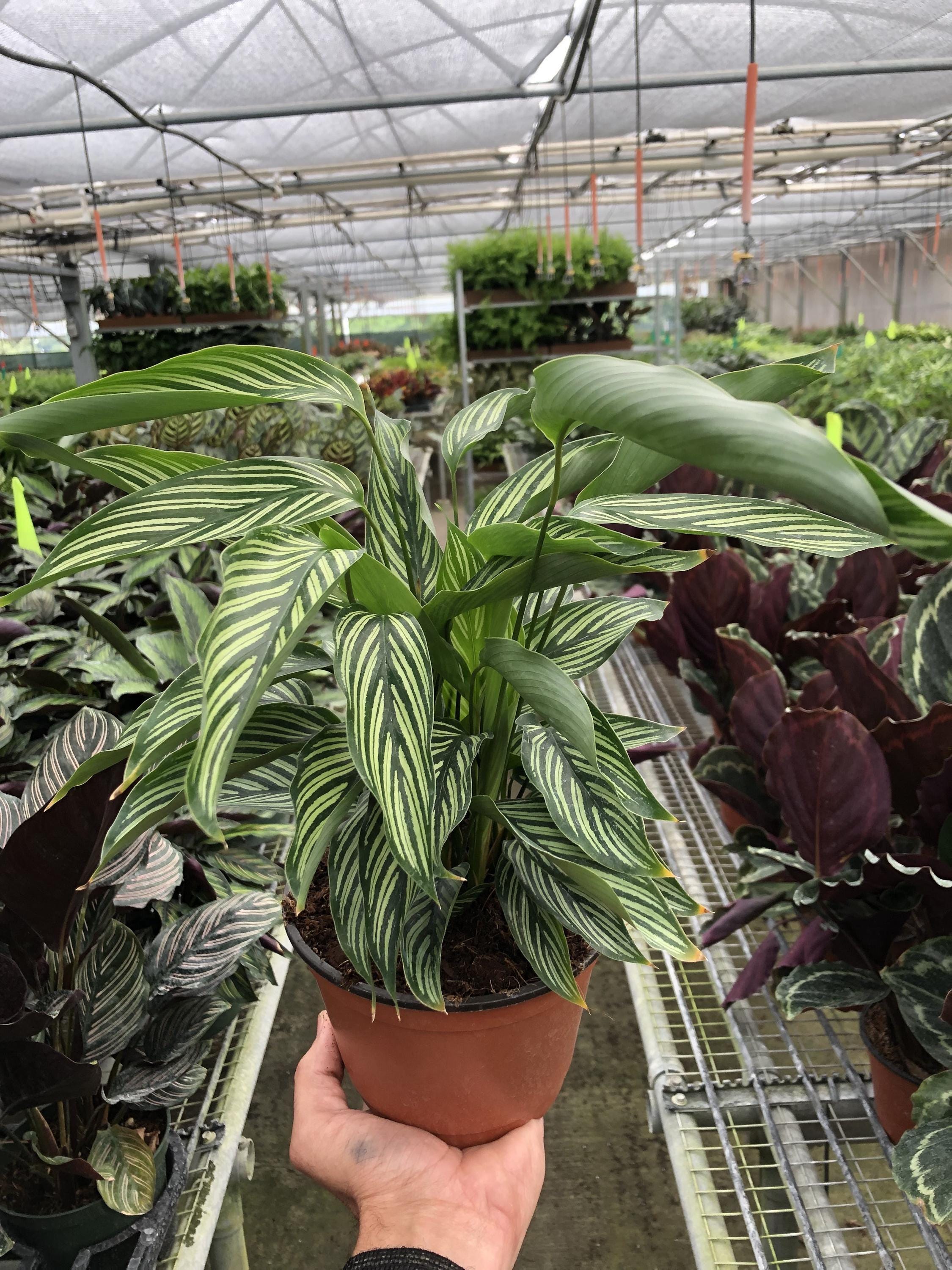 May include: A potted green and white striped plant with long, narrow leaves. The plant is in a brown plastic pot and is sitting on a metal shelf.