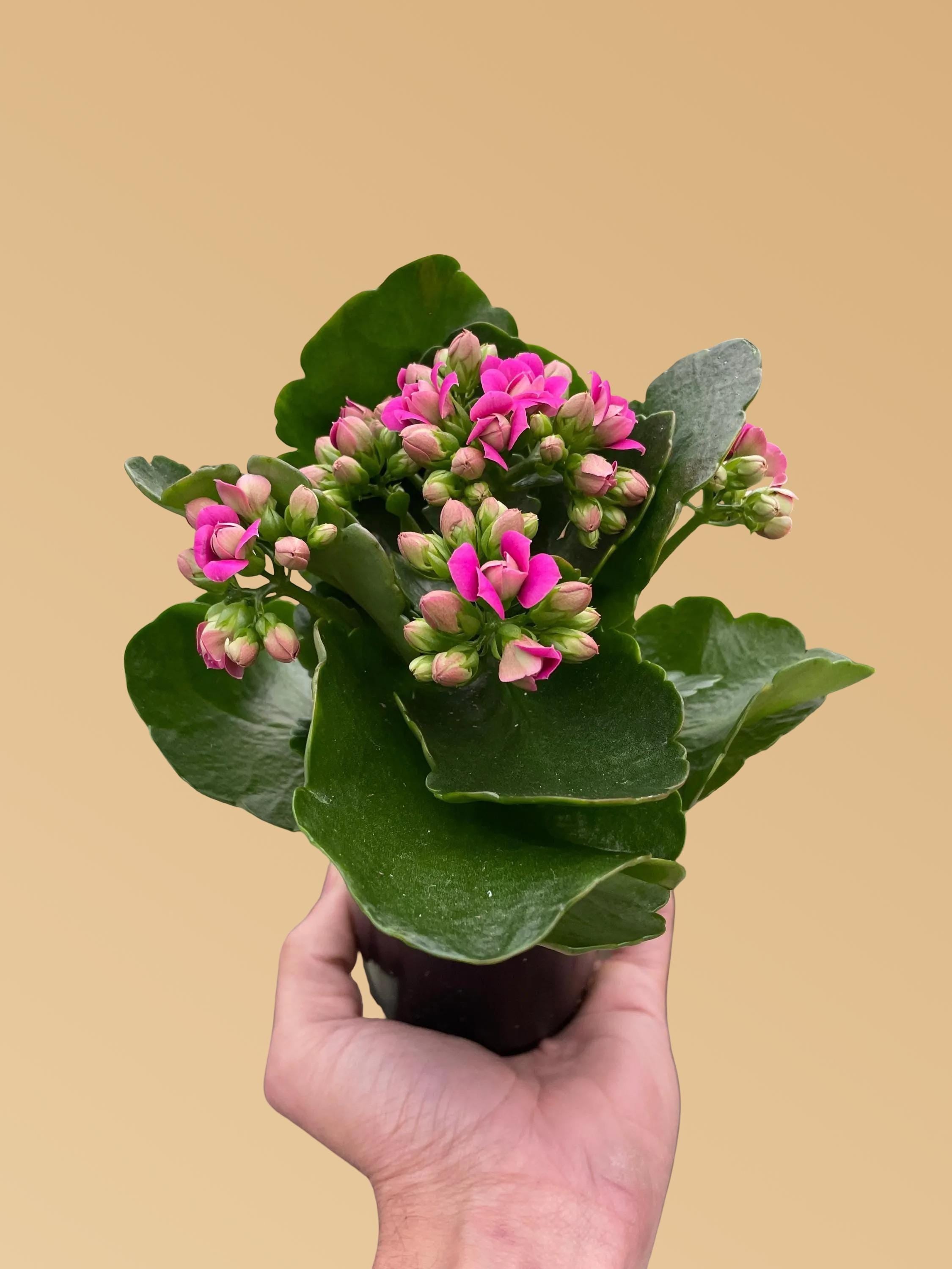 Kalanchoe