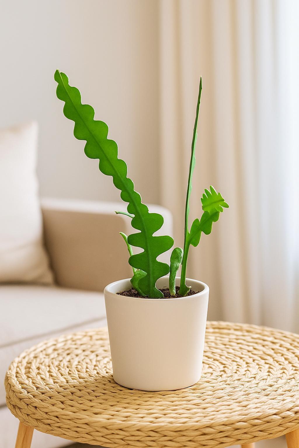 Epiphyllum 'Ric Rac' Cactus