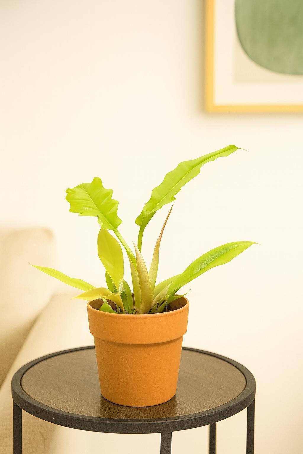 Philodendron 'Golden Crocodile'