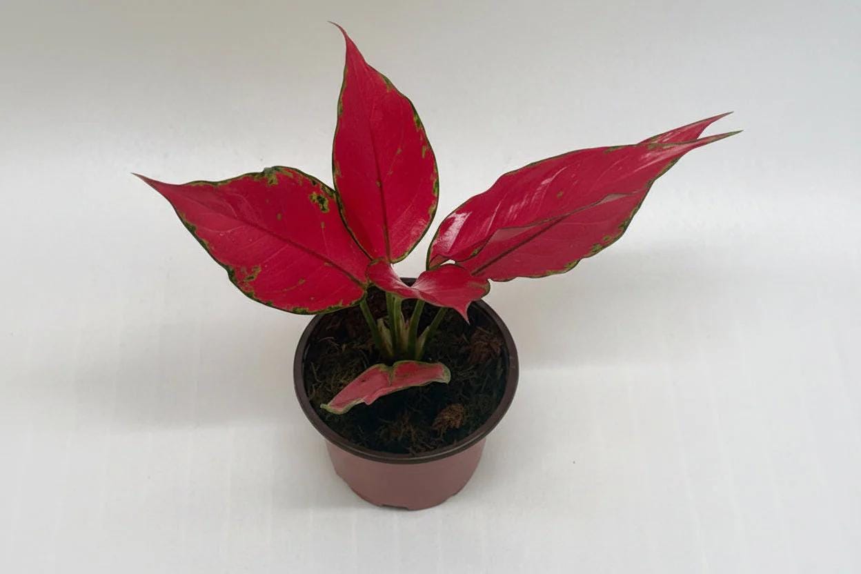 Chinese Evergreen 'Ruby Garuda' 4" Plant 4" Pot Austin Jungle Co.