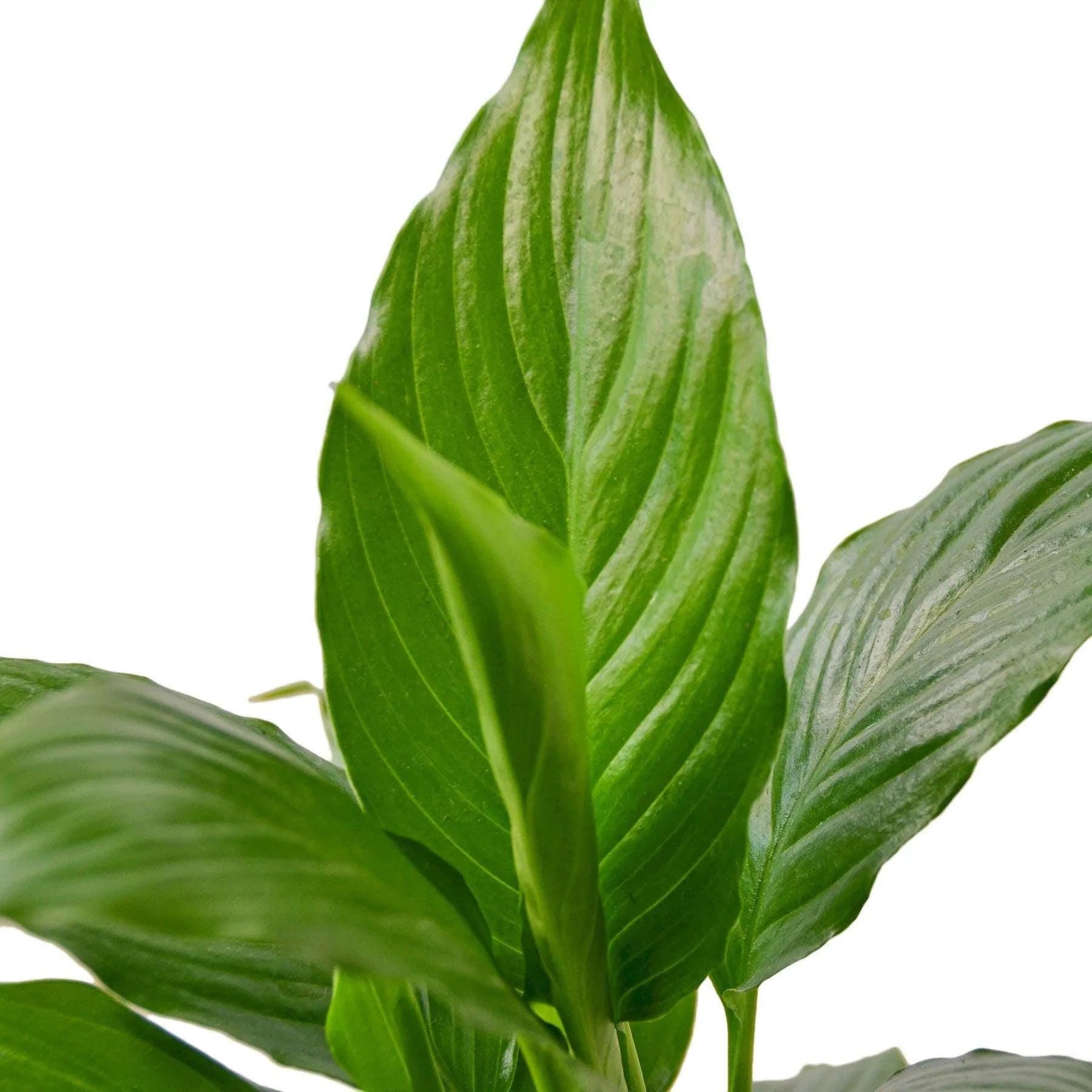 Spathiphyllum 'Peace Lily' Indoor Plants 3" Pot Austin Jungle Co.
