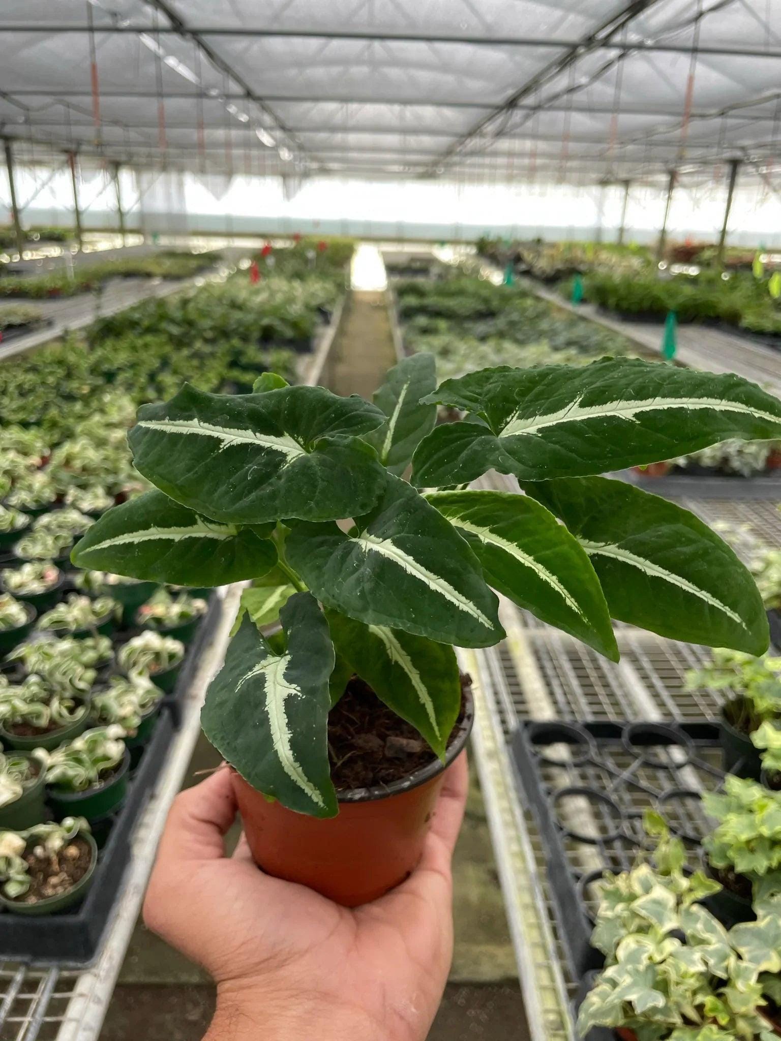 Syngonium wendlandii 'Black Velvet' 4" Pot Austin Jungle Co.