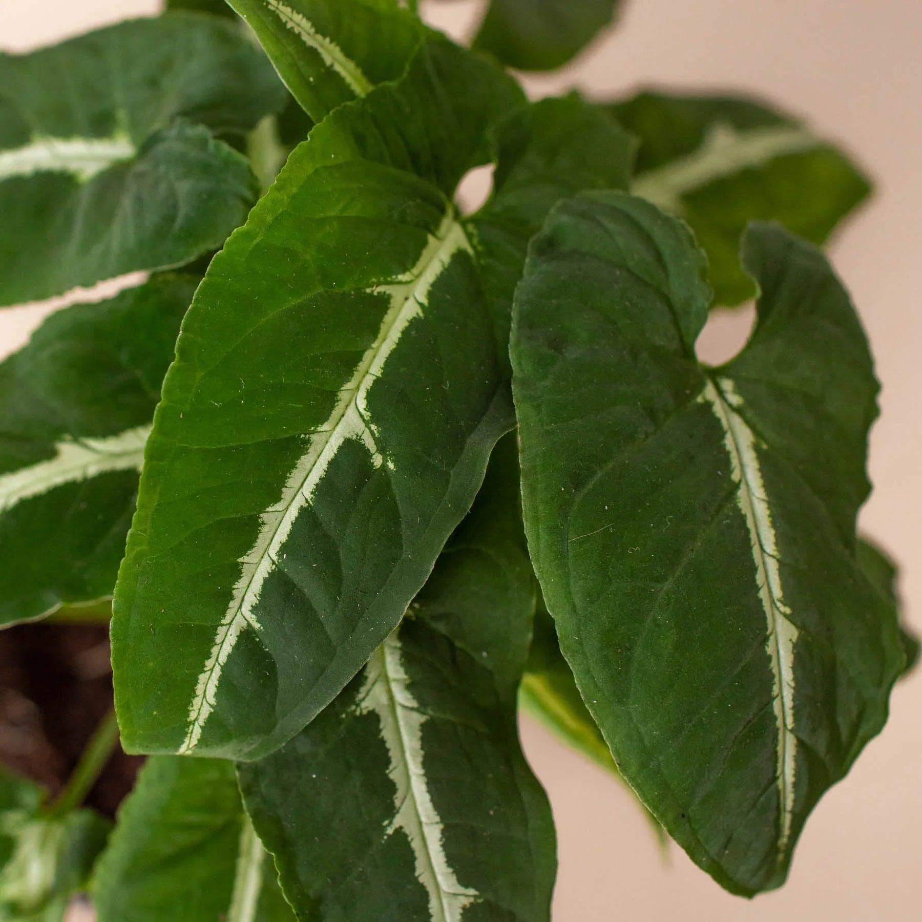 Syngonium wendlandii 'Black Velvet' 4" Pot Austin Jungle Co.