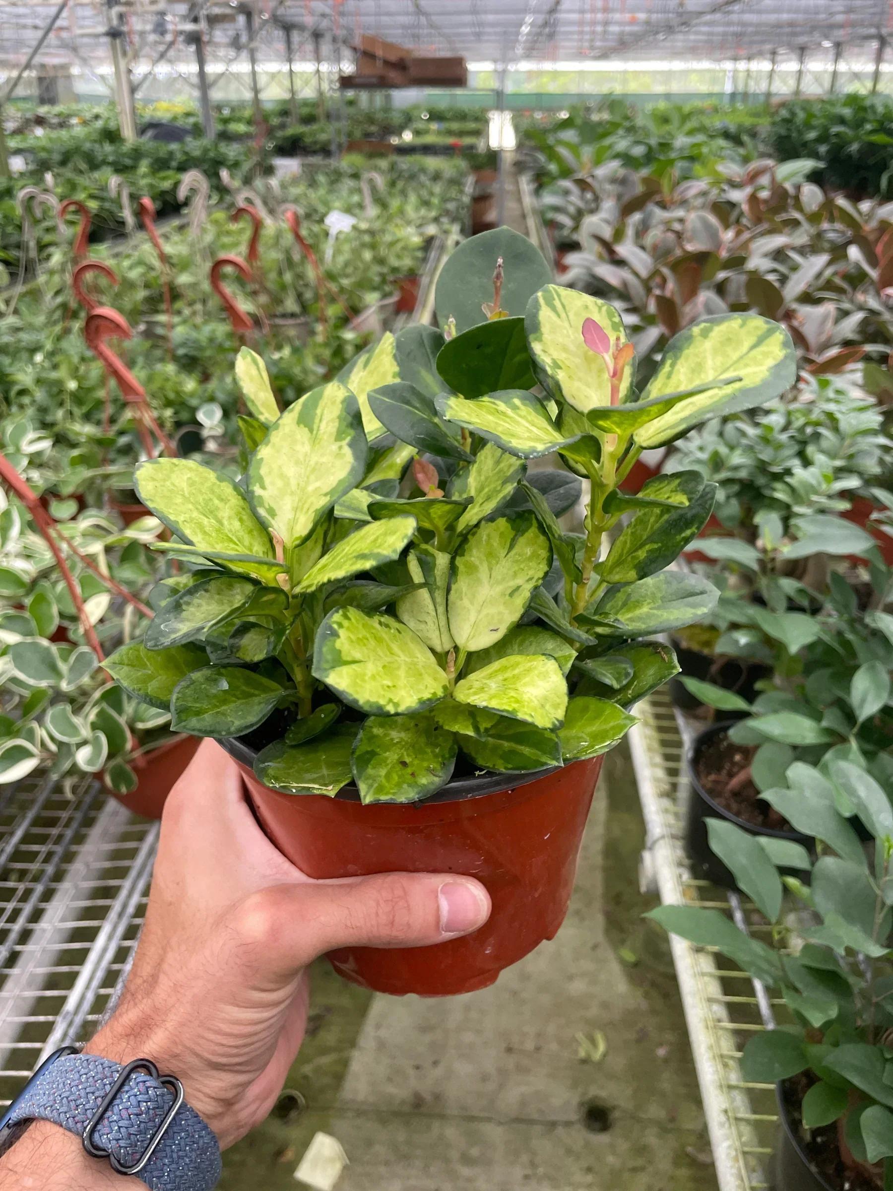 Hoya 'Lisa' 4" Pot Austin Jungle Co.