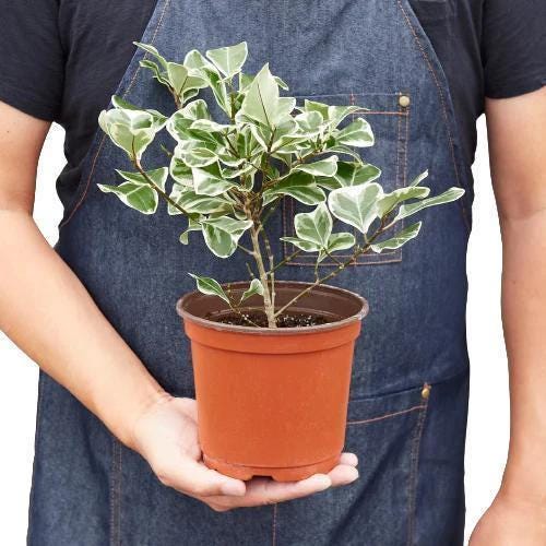 Ficus Elastica 'Triangularis' Variegated Indoor Plants 3' Pot Austin Jungle Co.