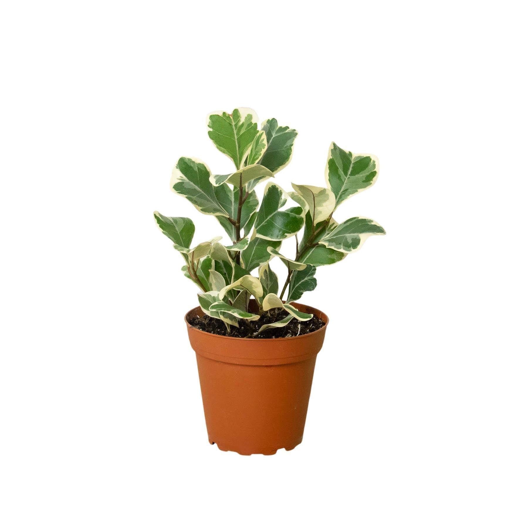 Ficus Elastica 'Triangularis' Variegated Indoor Plants 3' Pot Austin Jungle Co.