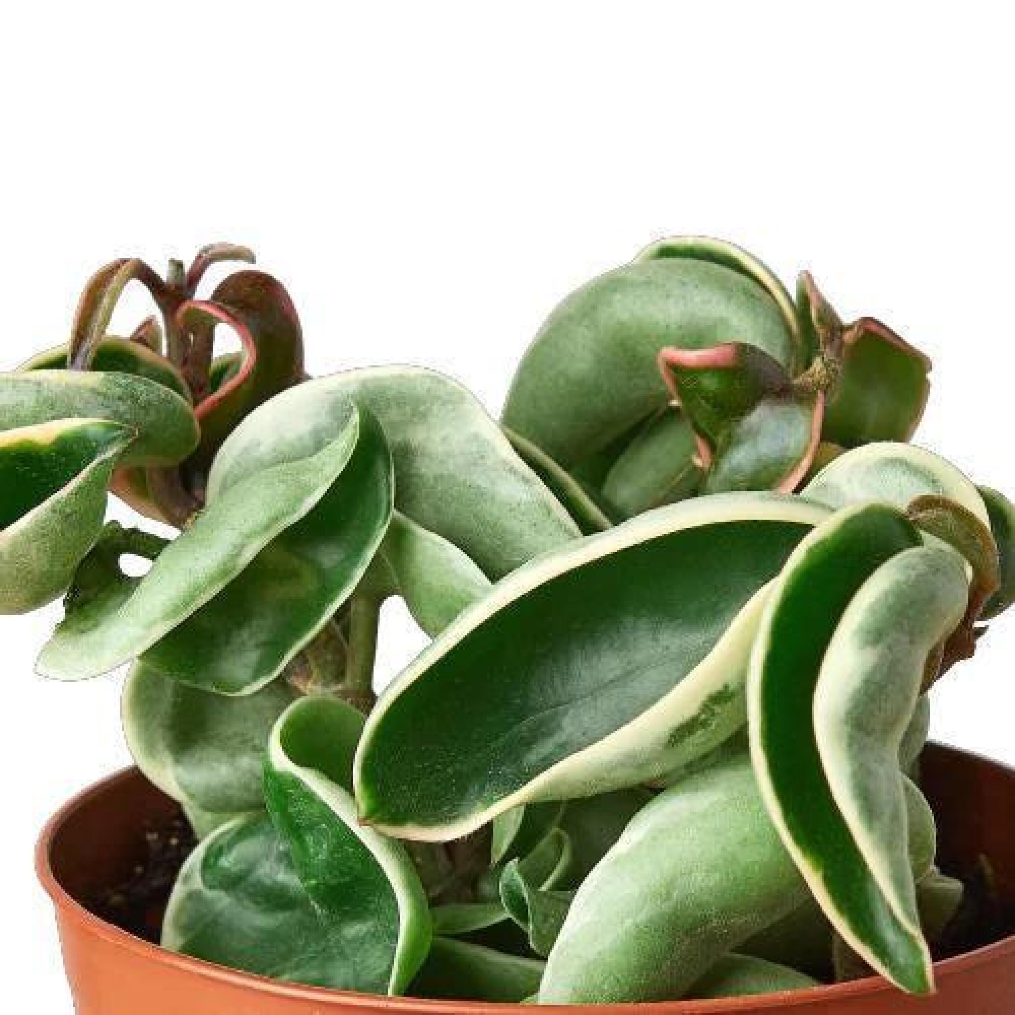Variegated Hoya Hindu Rope Plant: Curly Succulent Vine with Waxy Star Flowers - Easy Care Gift