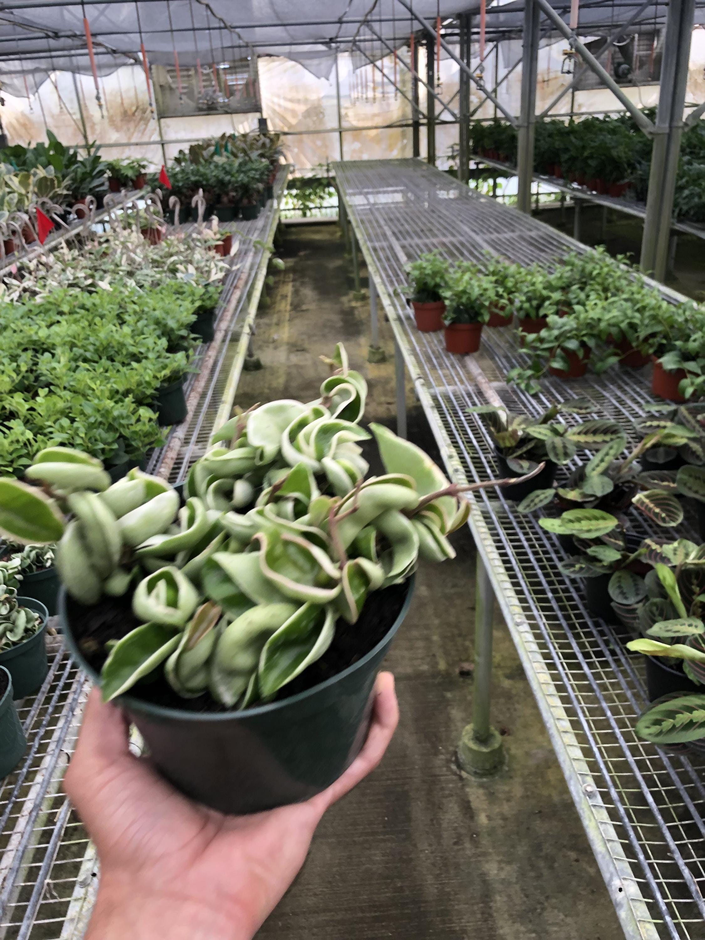 Hoya 'Rope Plant' Variegated 4" Plant 3" Pot Austin Jungle Co.