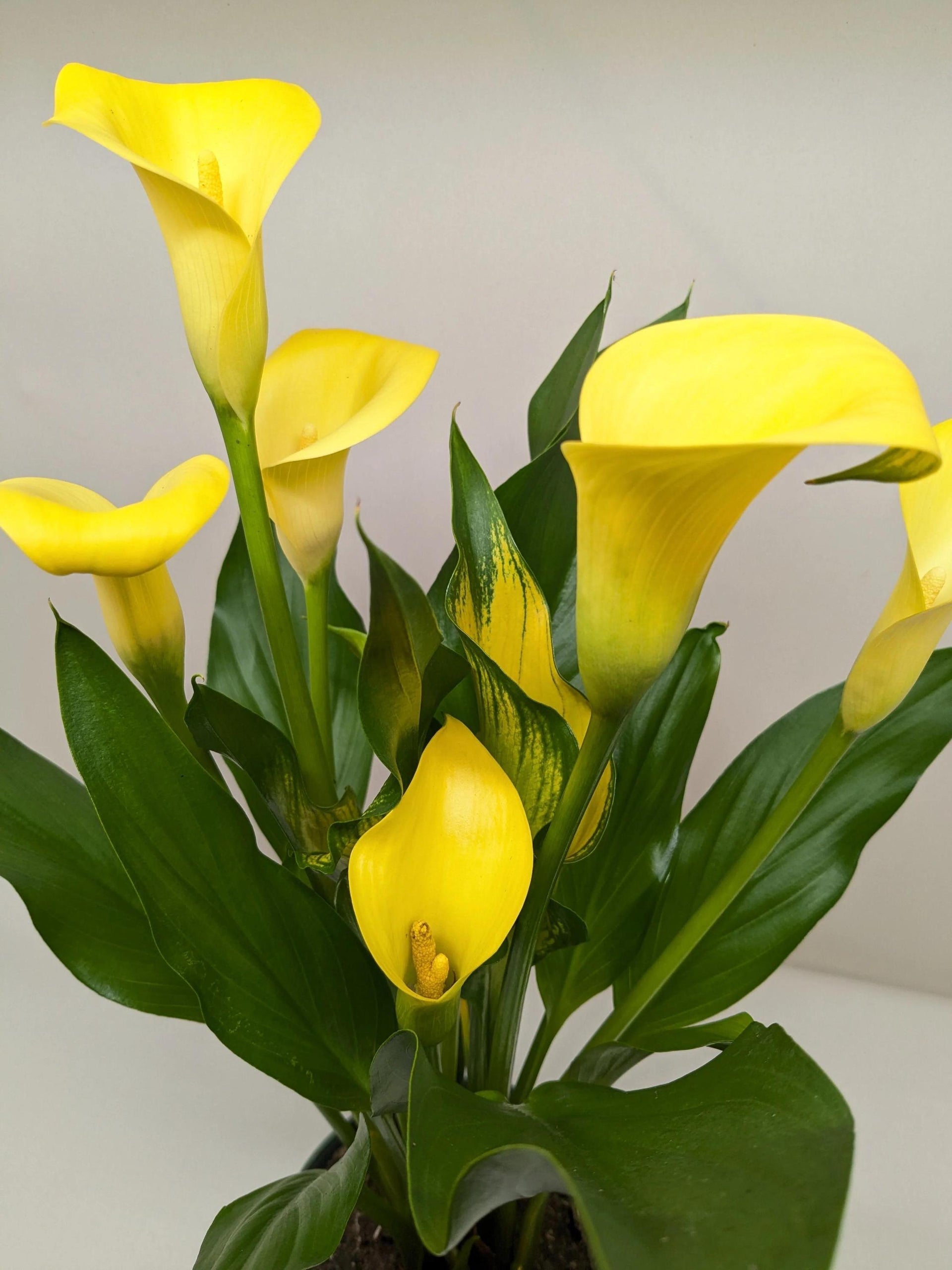 jungle lily flower Calla Lily