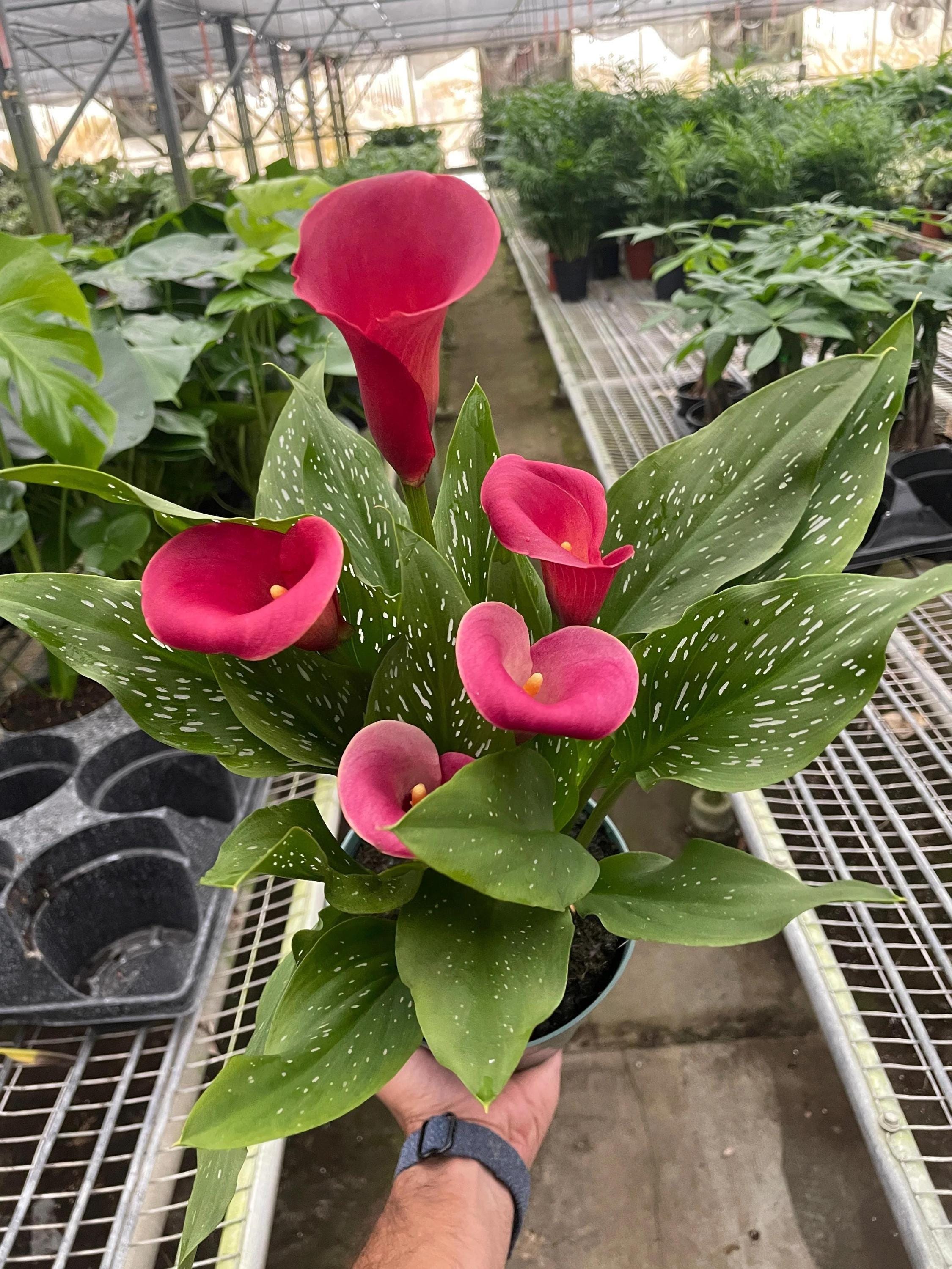 Calla Lily 6" Plant (2pk/$4.5) ($15 Ship/63oz) 4" Pot / Pink Austin Jungle Co.