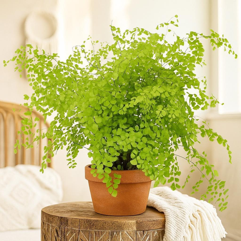 Maidenhair Fern