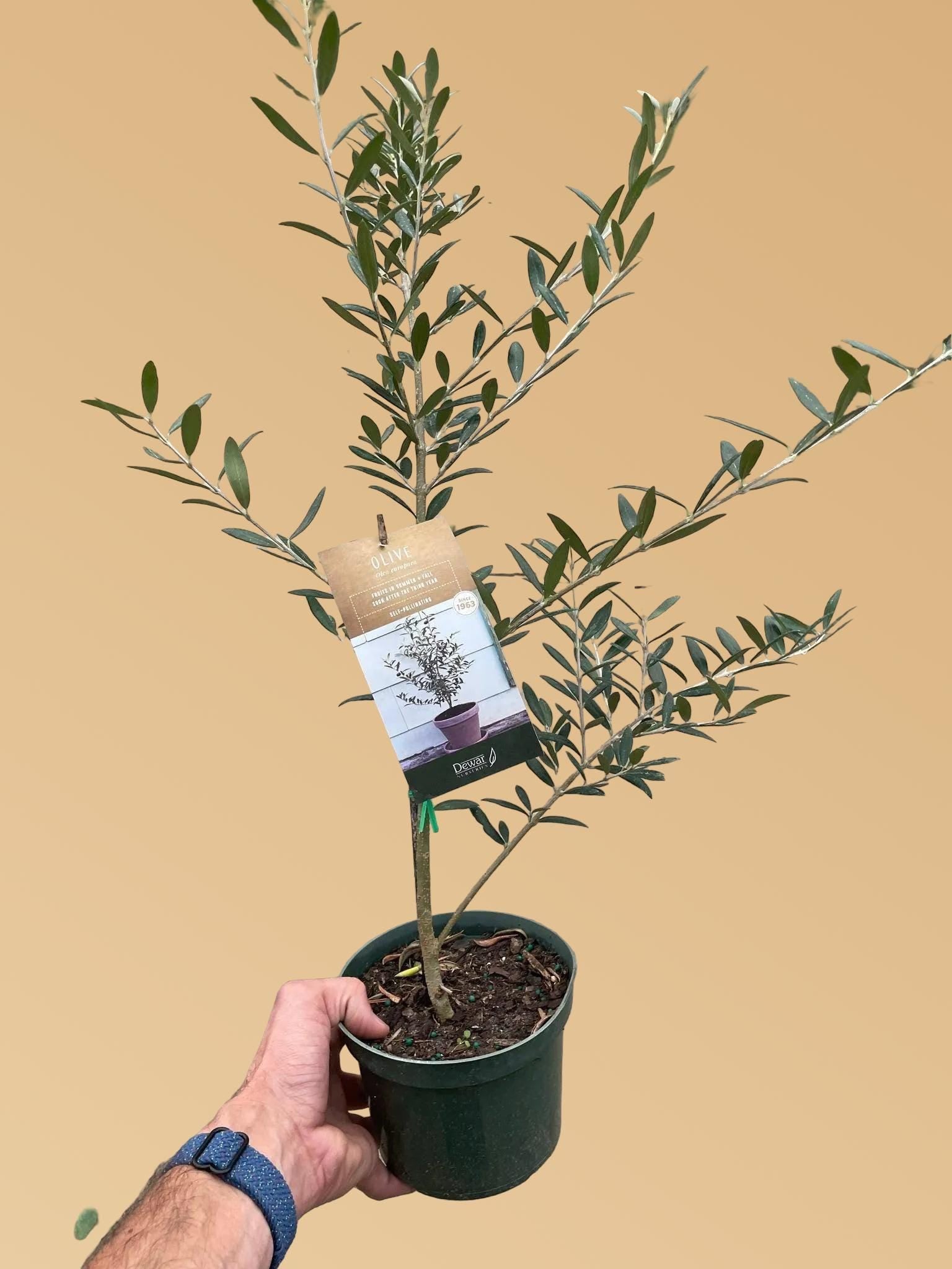 Common Olive Tree (Olea europaea)