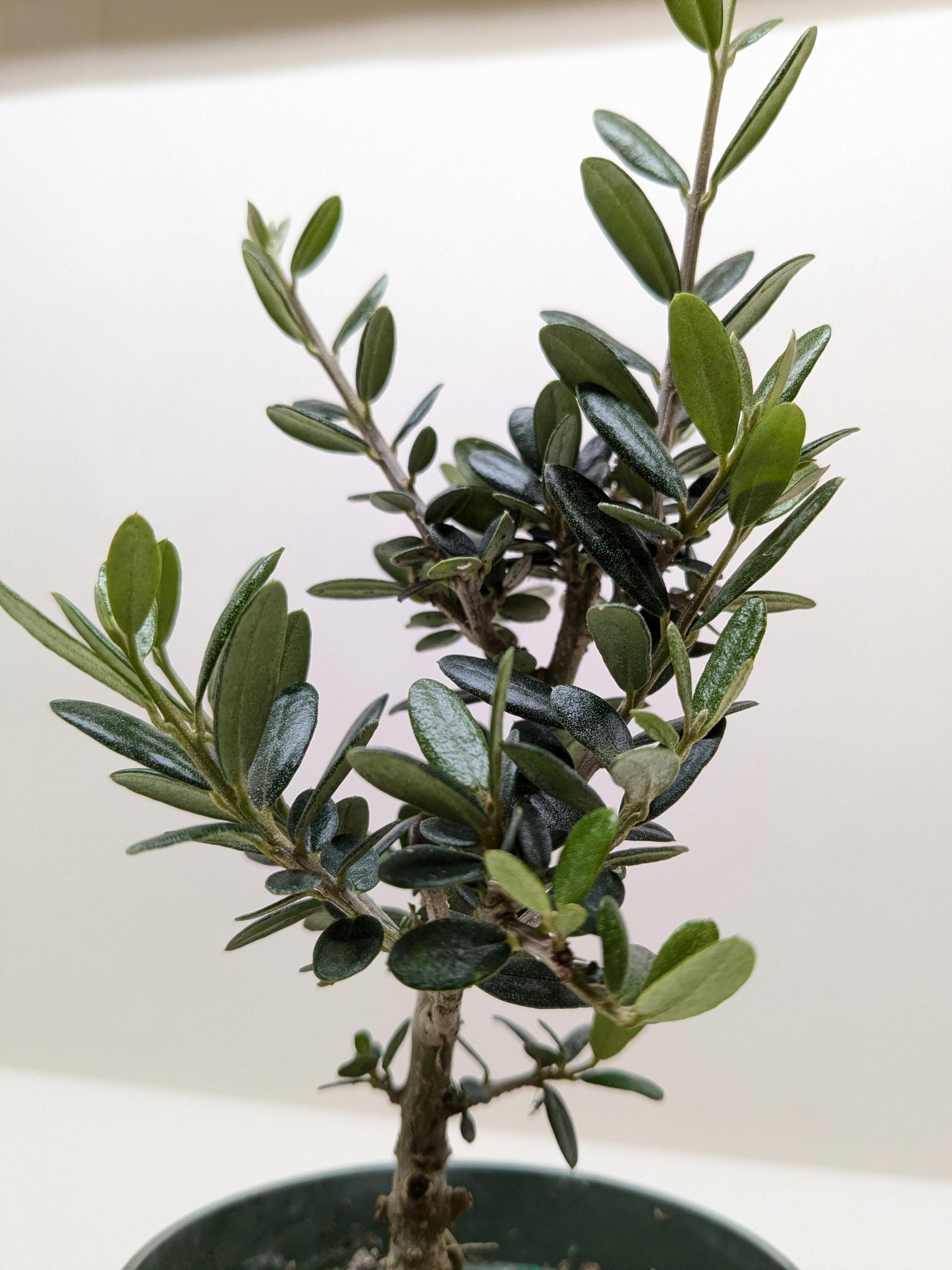 Common Olive Tree (Olea europaea) Indoor Plants 6" Pot Austin Jungle Co.