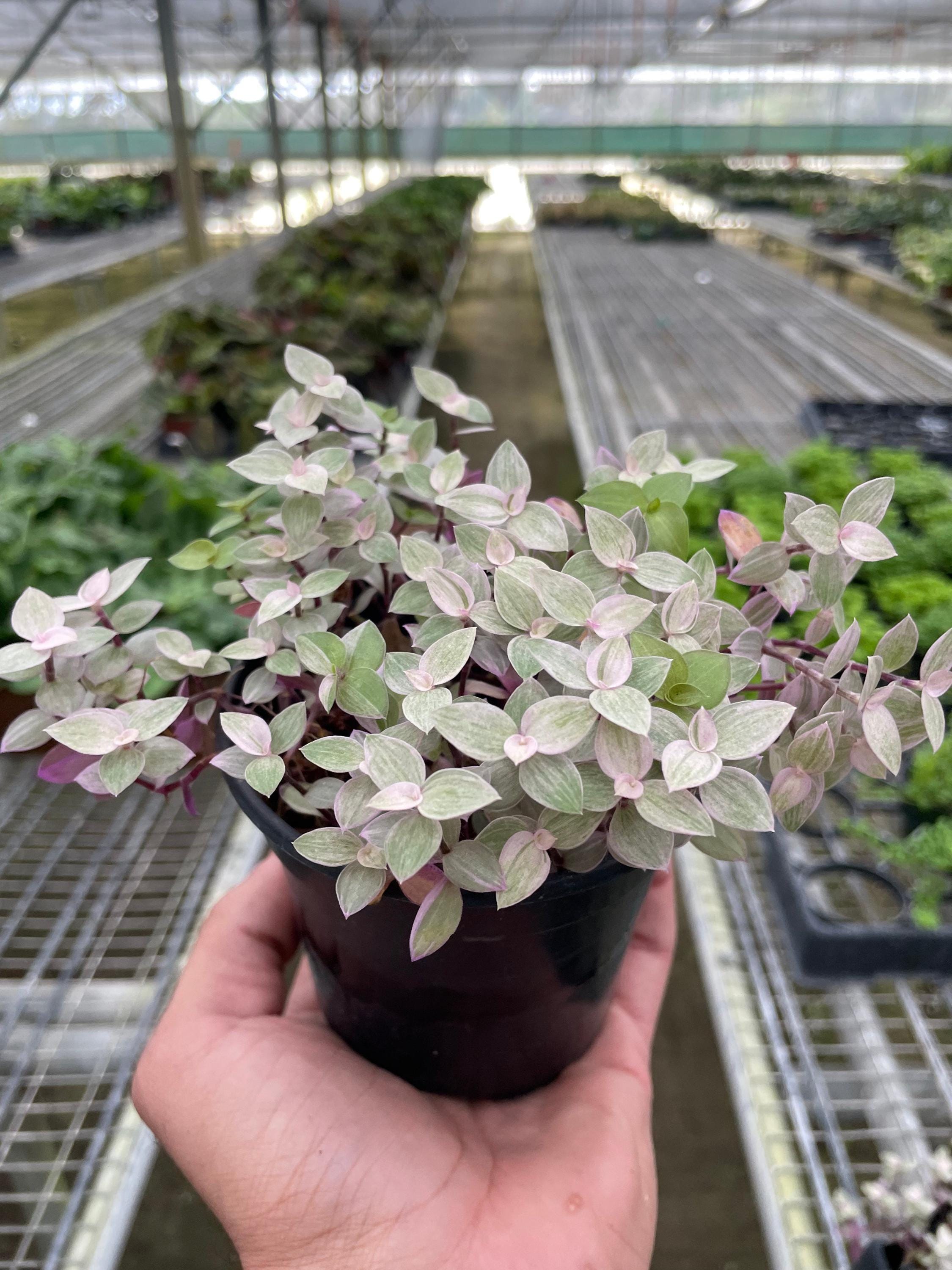 Tradescantia Callisia 'Pink Panther' Default 4" Pot Austin Jungle Co.