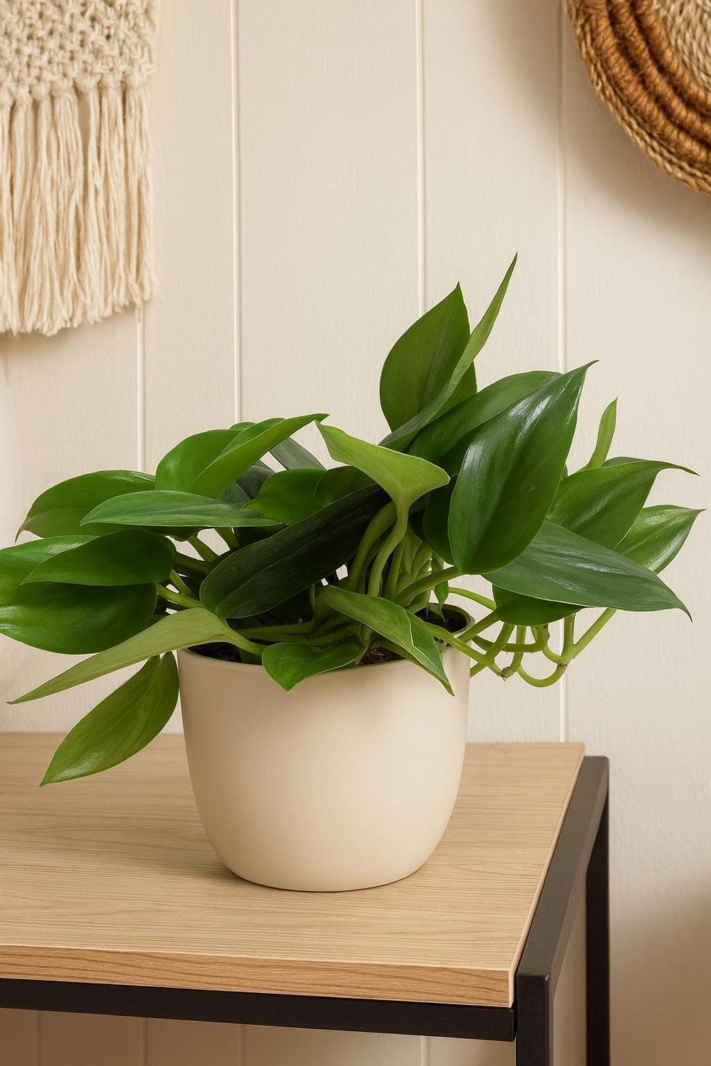 Scindapsus Platinum Java