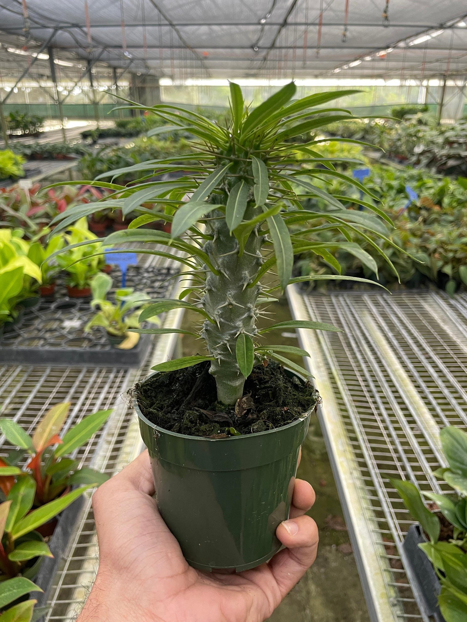 house plants native to madagascar Pachypodium 'lamerei' (Madagascar Palm) 6" Pot