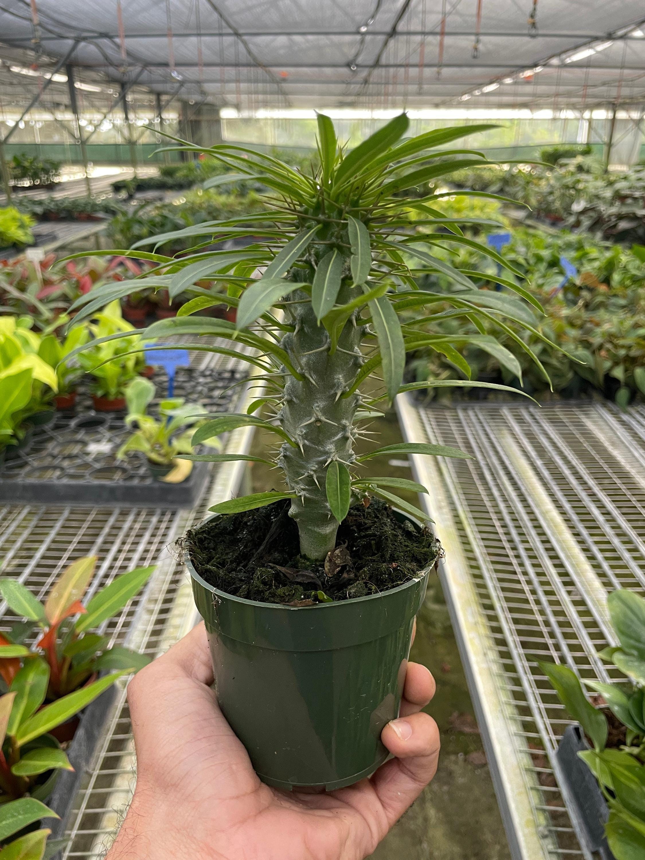 Pachypodium 'lamerei' (Madagascar Palm) Indoor Plants 4" Pot Austin Jungle Co.