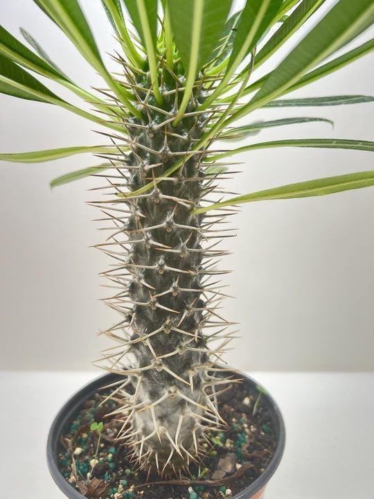 Pachypodium 'lamerei' (Madagascar Palm) Indoor Plants 4" Pot Austin Jungle Co.