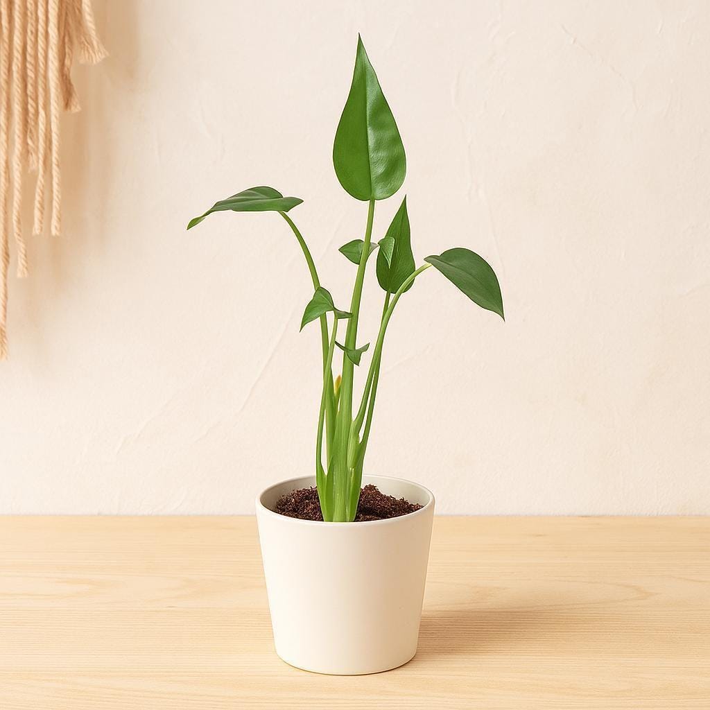 Alocasia 'Tiny Dancer'