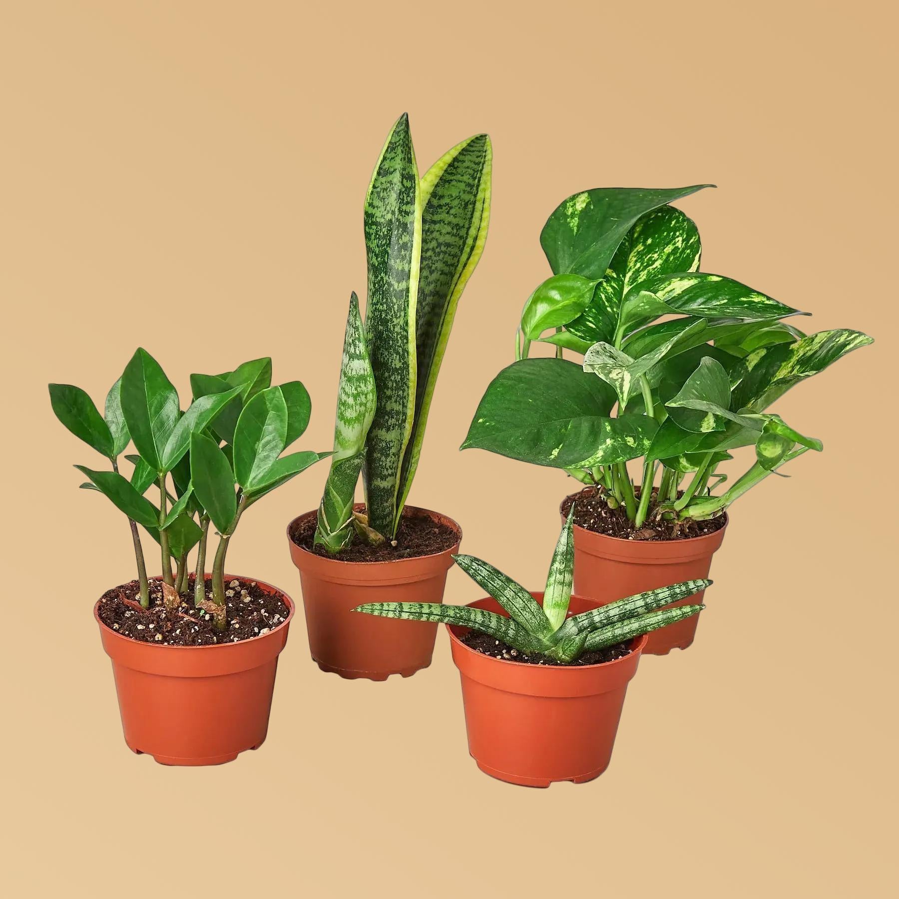 Easy Care Houseplant Bundle: Low Maintenance Indoor Plants (4 Plants) 3" Austin Jungle Co.