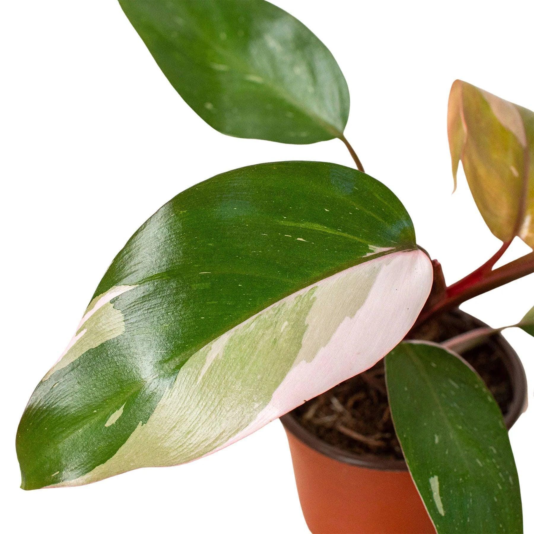Philodendron 'Pink Princess' Indoor Plants 4" Pot / Nursery Pot Austin Jungle Co.