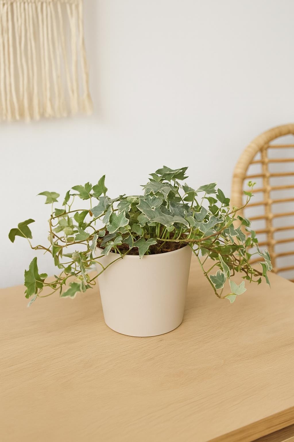 English Ivy 'Glacier'