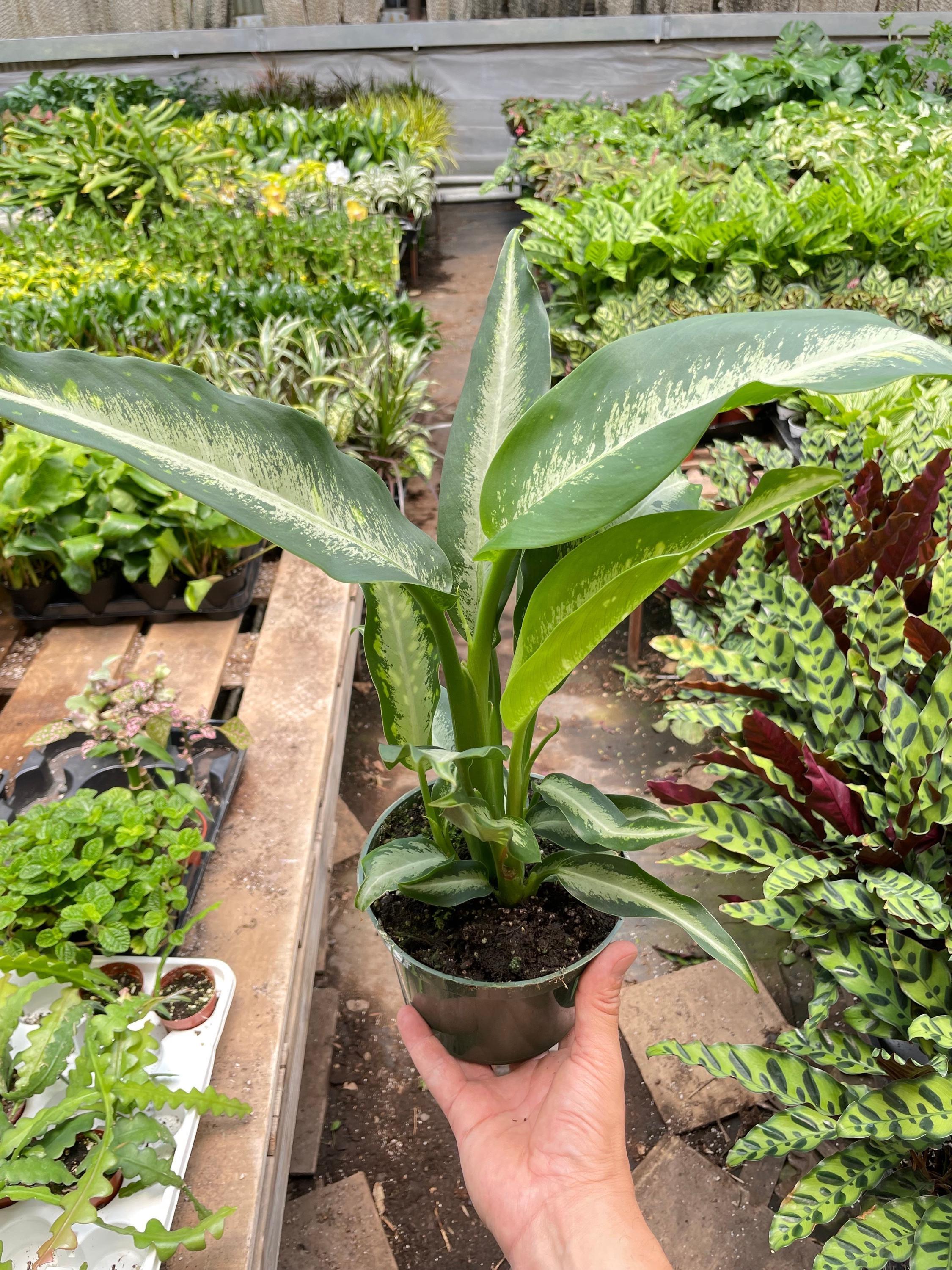 Dieffenbachia Panther Indoor Plants 6" Pot Austin Jungle Co.