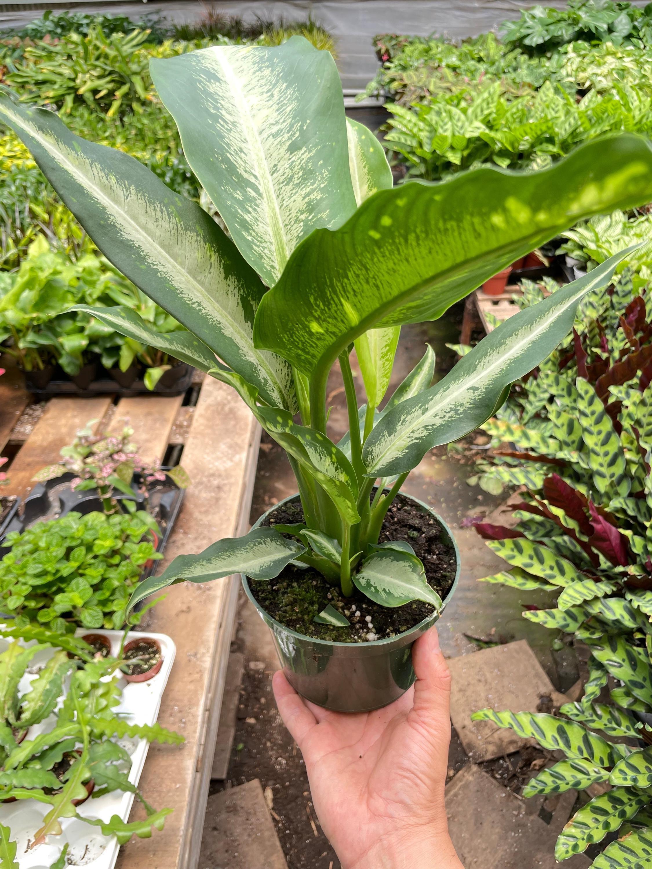 Dieffenbachia Panther Indoor Plants 6" Pot Austin Jungle Co.