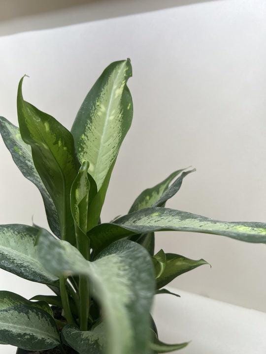 Dieffenbachia Panther Indoor Plants 6" Pot Austin Jungle Co.