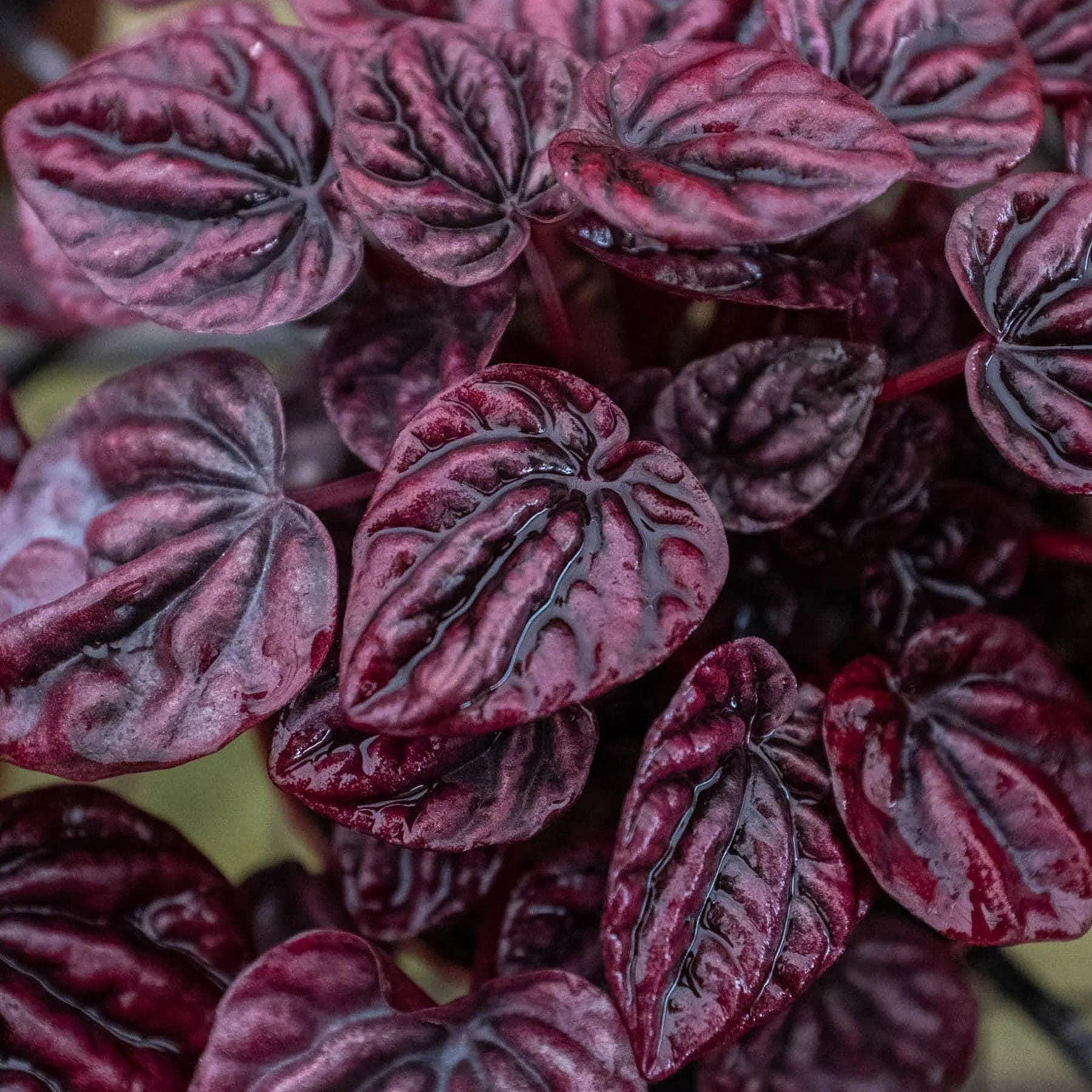 Peperomia 'Ripple Red' 4" Plant (1) ($4) 3" Pot Austin Jungle Co.