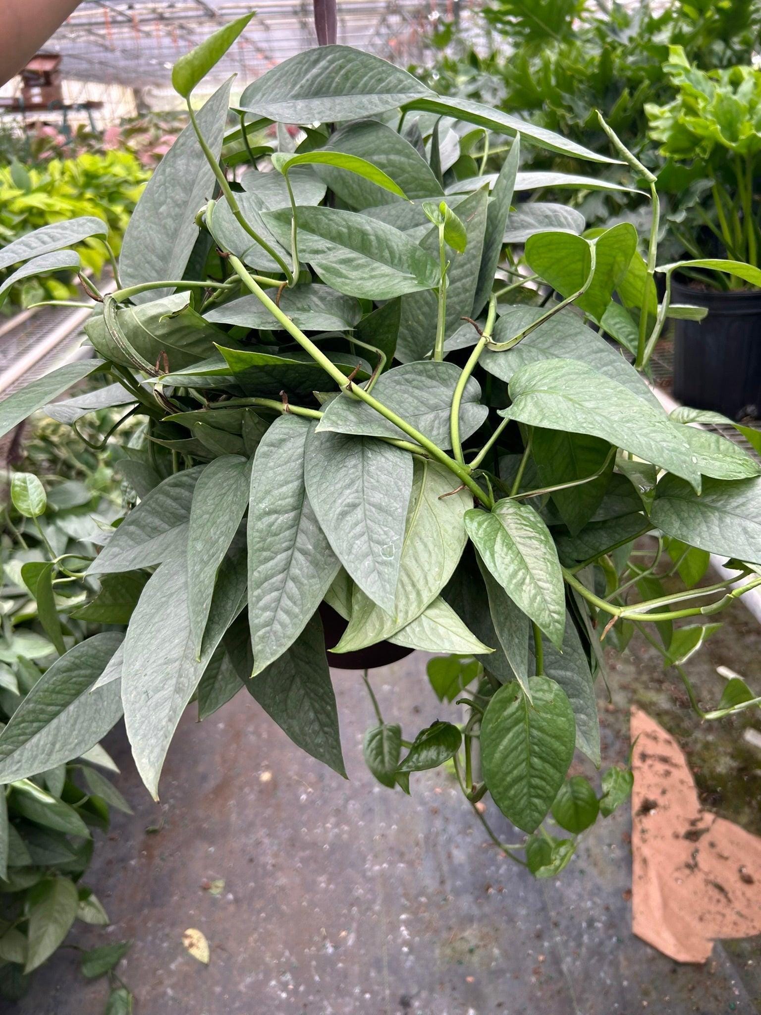 Pothos 'Cebu Blue' Indoor Plants 3" Pot Austin Jungle Co.