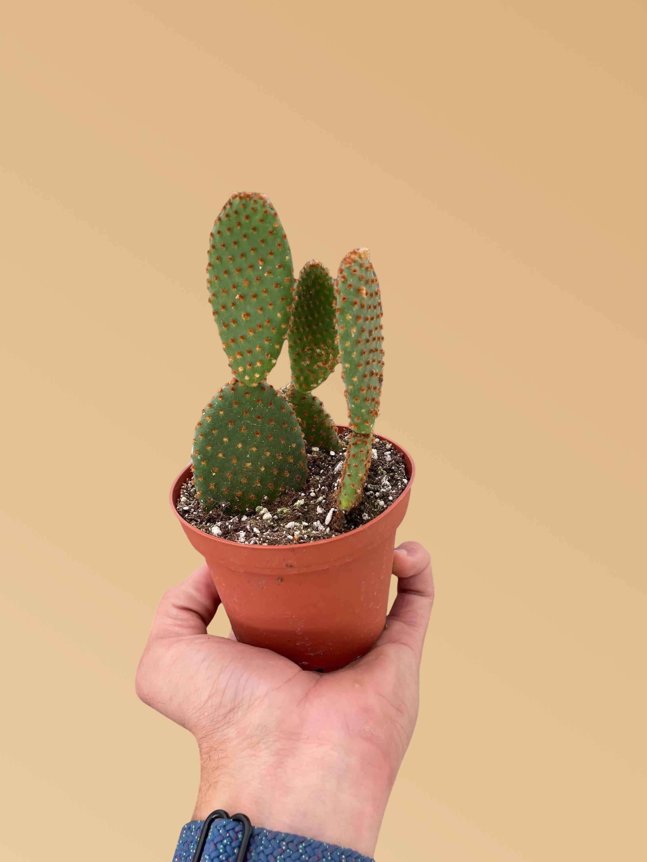 Opuntia 'Microdasys' (Bunny Ear Cactus) 4" Pot Austin Jungle Co.