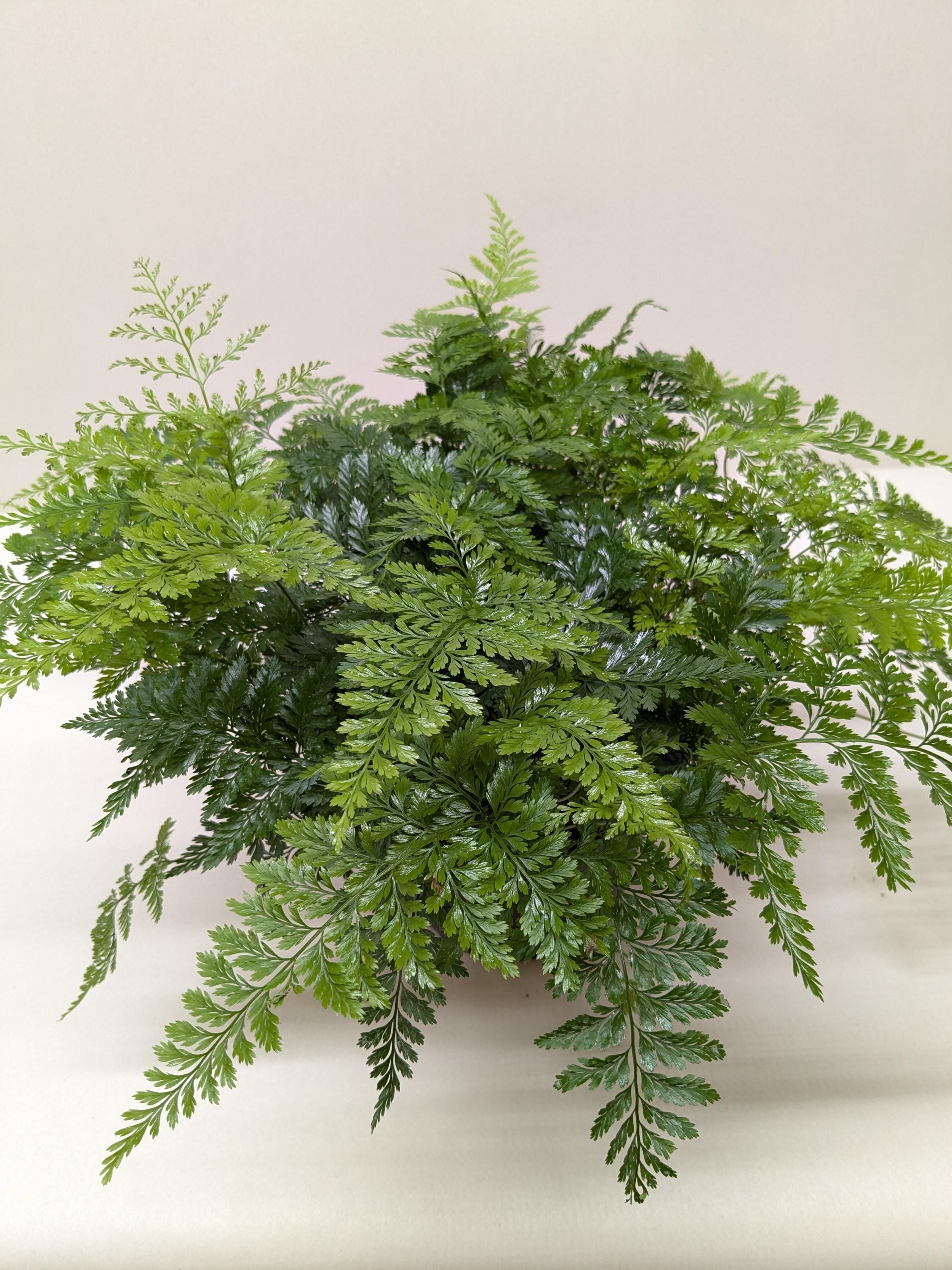 'Autumn' Fern Indoor Plants 4" Pot Austin Jungle Co.