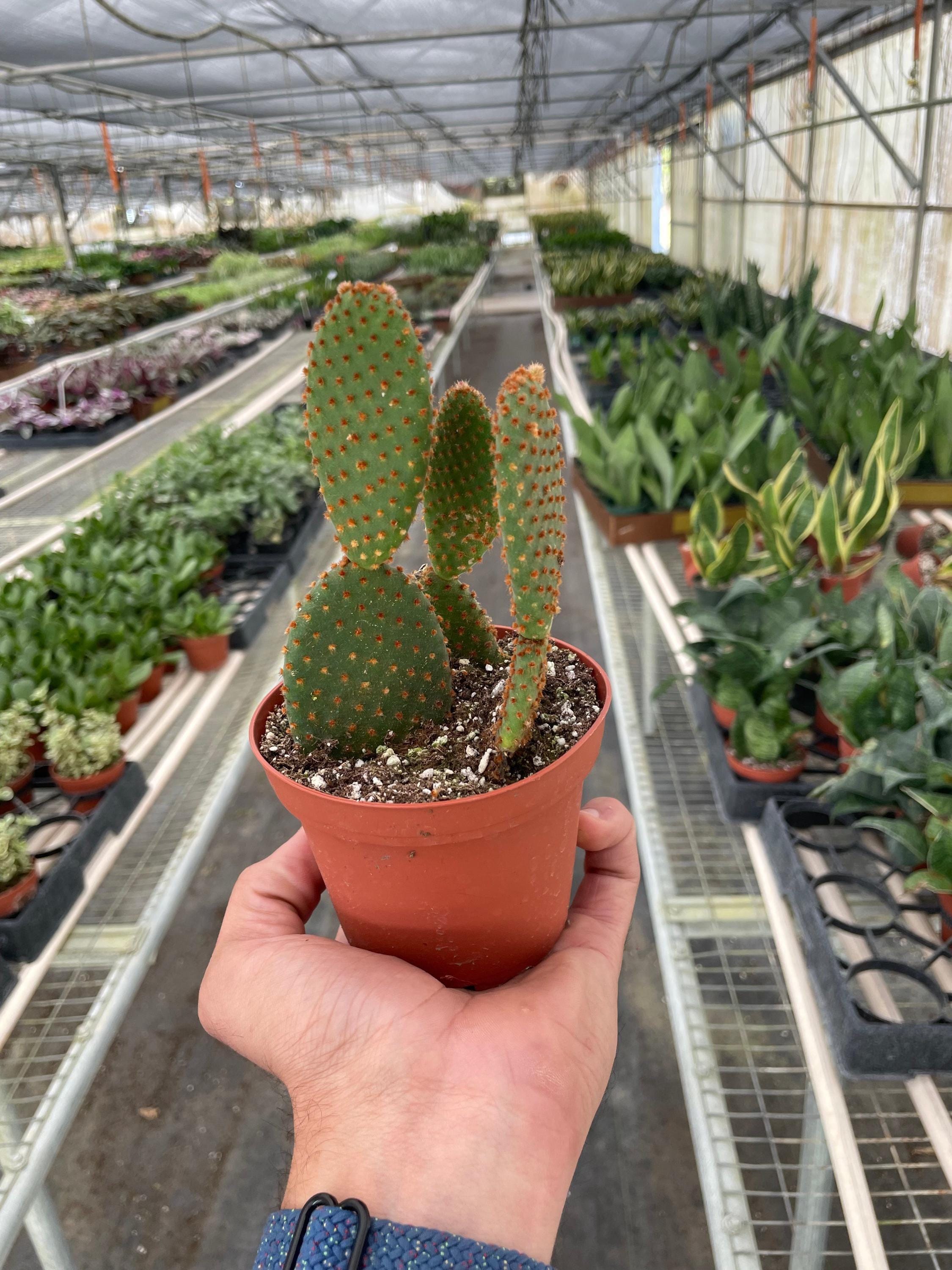 Opuntia 'Microdasys' (Bunny Ear Cactus) 4" Pot Austin Jungle Co.