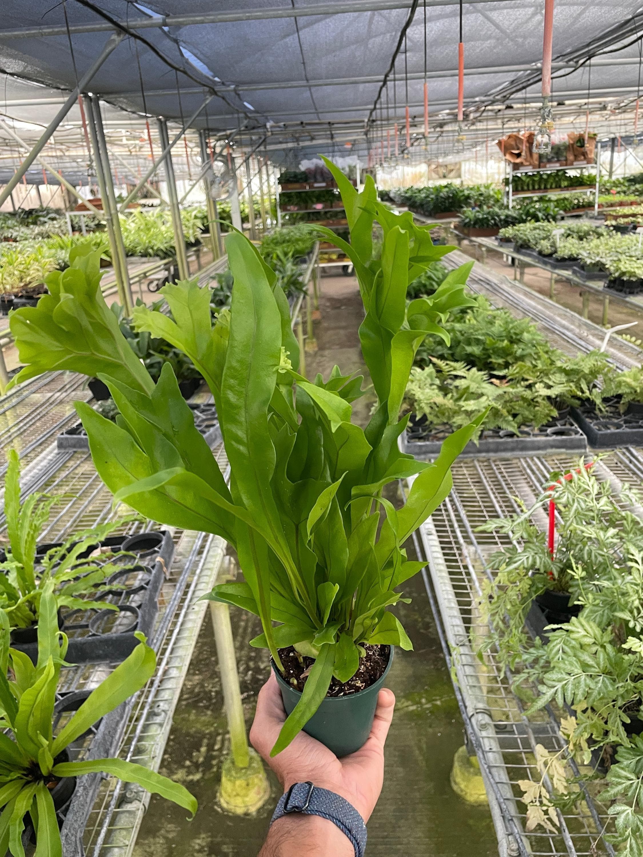 Fern 'Green Flame' Indoor Plants 4" Pot Austin Jungle Co.