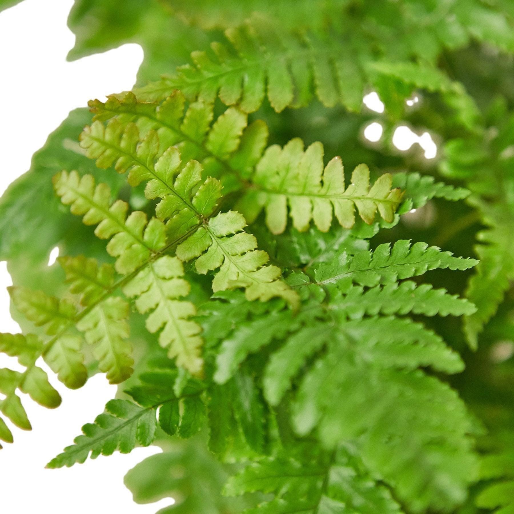 'Autumn' Fern Indoor Plants 4" Pot Austin Jungle Co.