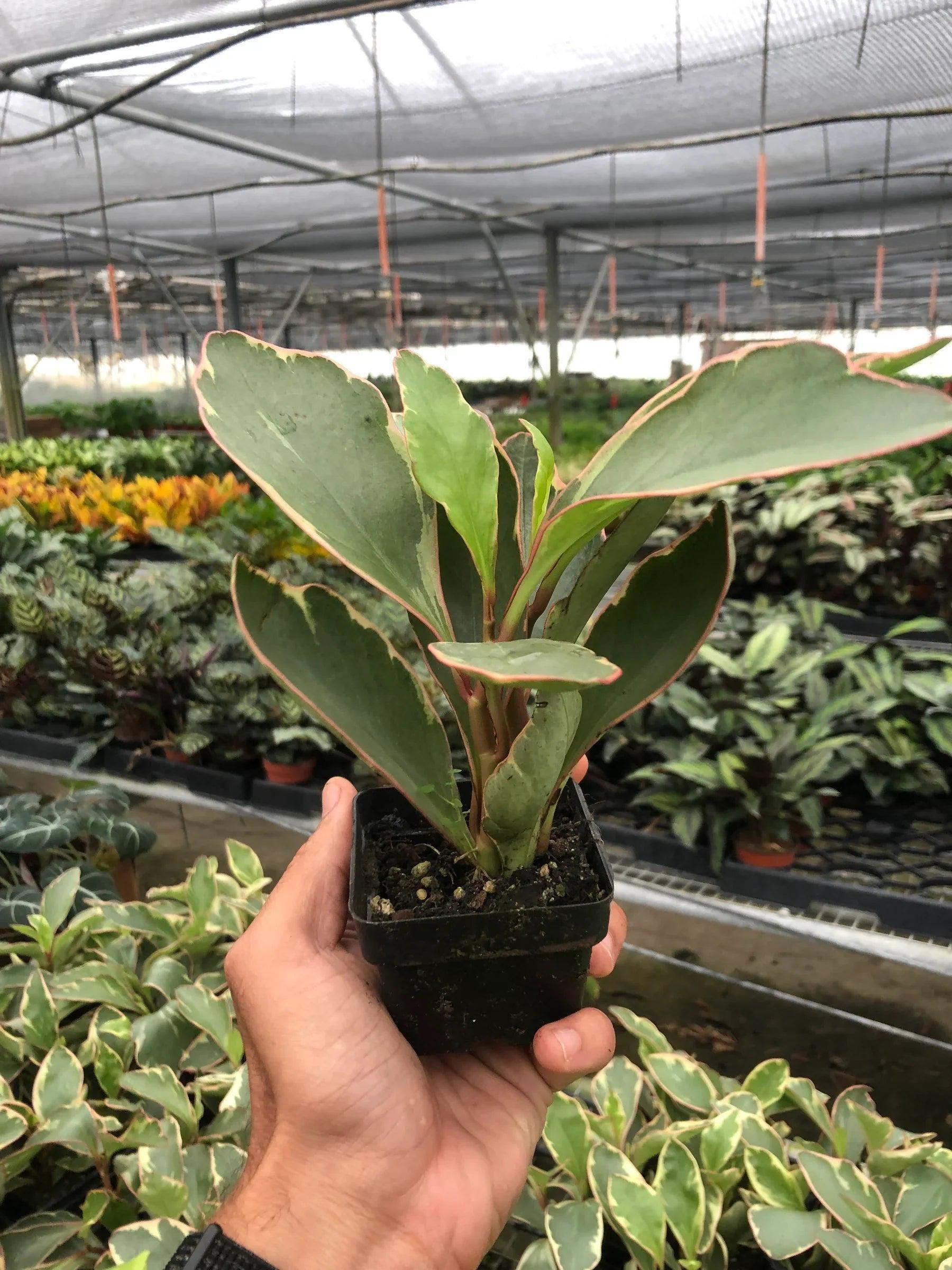 Peperomia 'Ginny' Indoor Plants 3" Pot Austin Jungle Co.