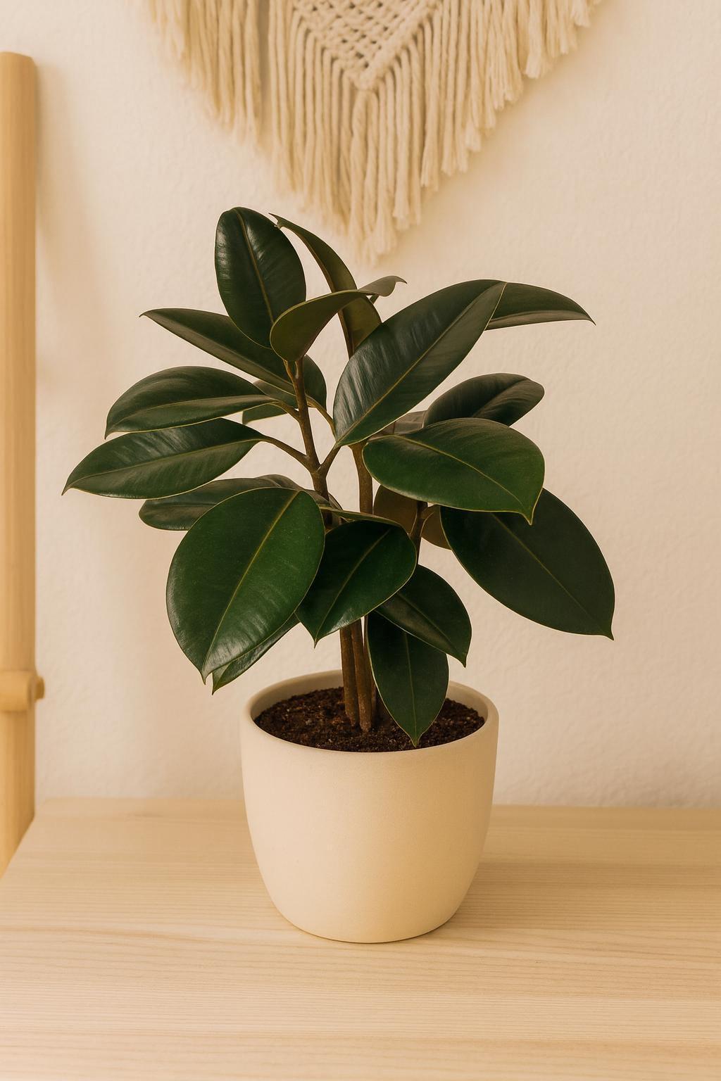 Ficus Elastica 'Burgundy'